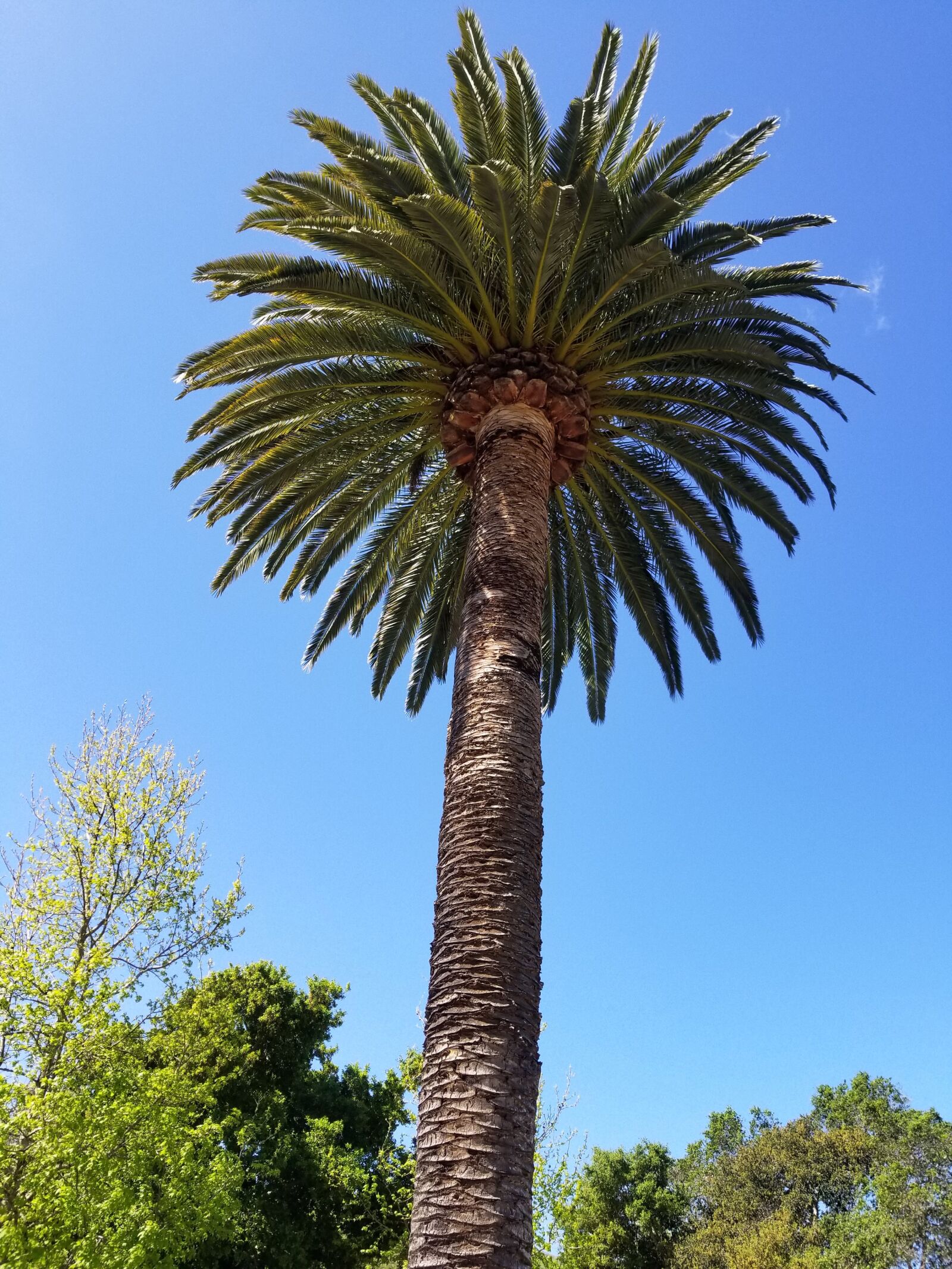 Samsung Galaxy S8 sample photo. Palm, slo, summer photography