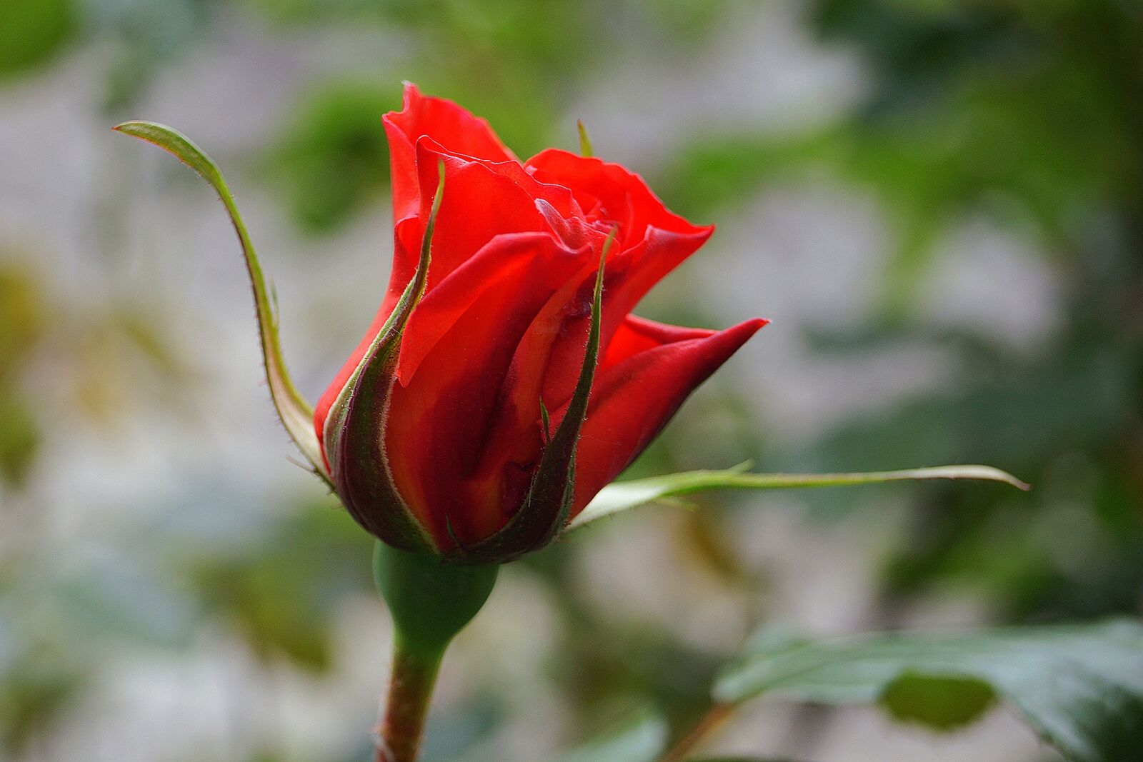 Sony SLT-A65 (SLT-A65V) + Sony DT 18-55mm F3.5-5.6 SAM sample photo. Flowers, nature, red rose photography