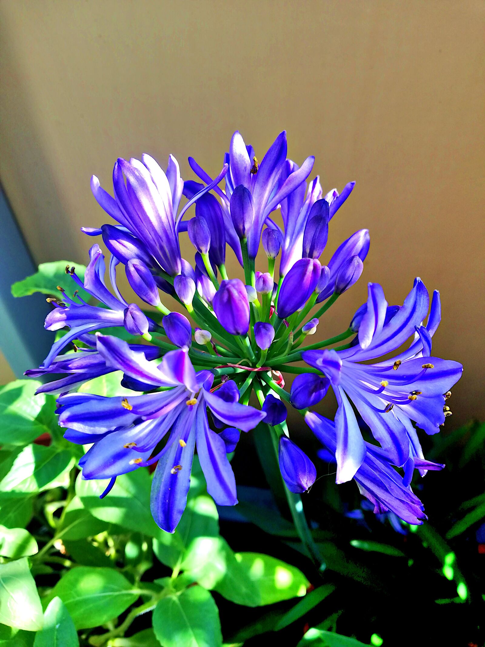 HUAWEI Mate 10 Lite sample photo. Agapanthus, flower, blossom photography