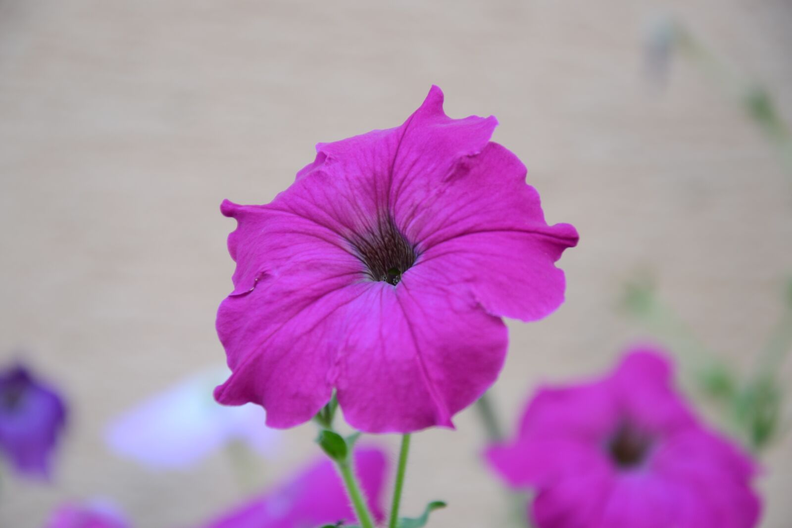Nikon D3100 sample photo. Flower, flowers, záhr photography