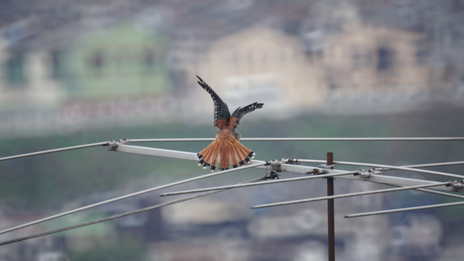 Sony SLT-A55 (SLT-A55V) + Sony 500mm F8 Reflex sample photo. Birds, nature, armenia photography