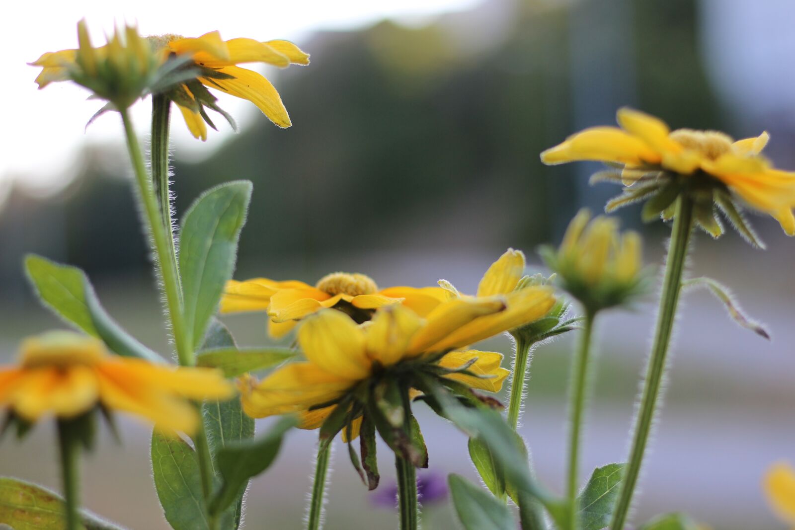 Canon EOS 600D (Rebel EOS T3i / EOS Kiss X5) + Canon EF 50mm F1.8 STM sample photo. Grass flower, natural, forest photography