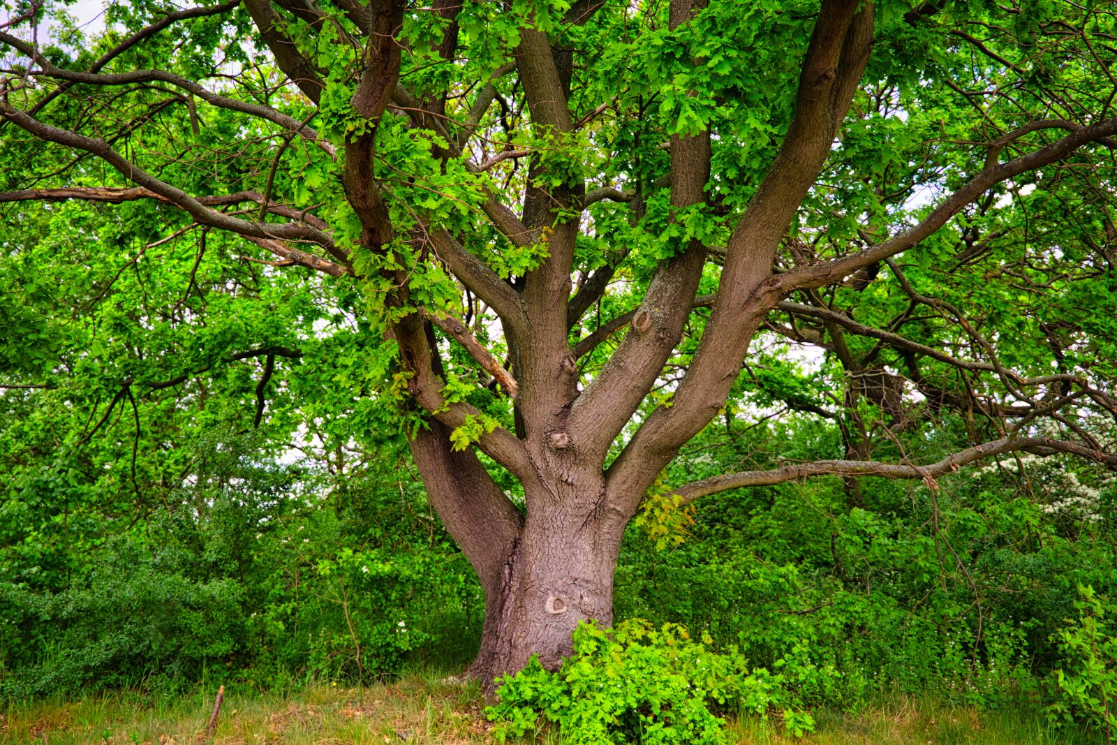 Canon EF 24-105mm F3.5-5.6 IS STM sample photo. Tree, leaves, crown photography