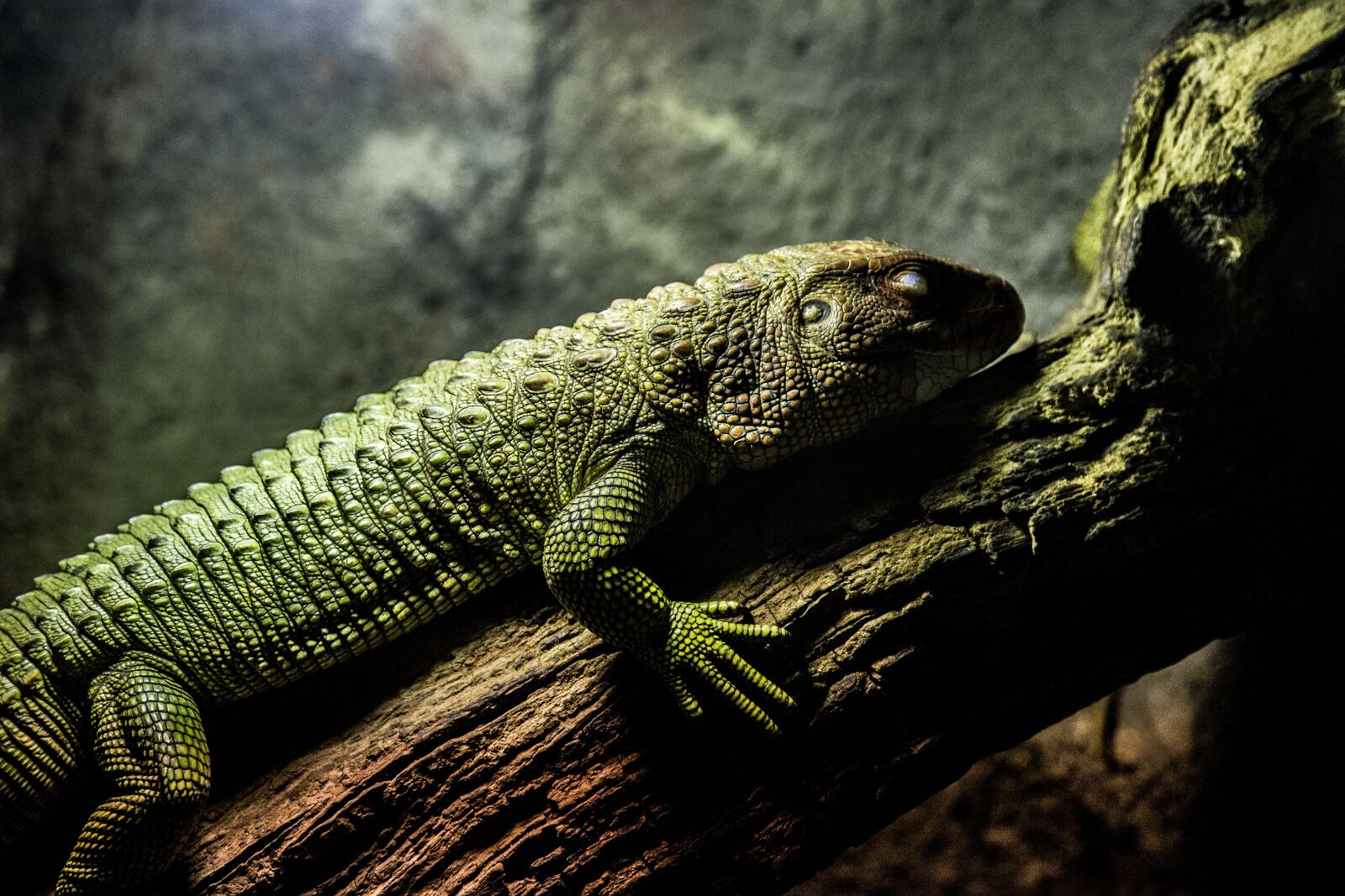 Canon EOS 6D + Canon EF 24-105mm F4L IS USM sample photo. Iguana, reptile, testing photography