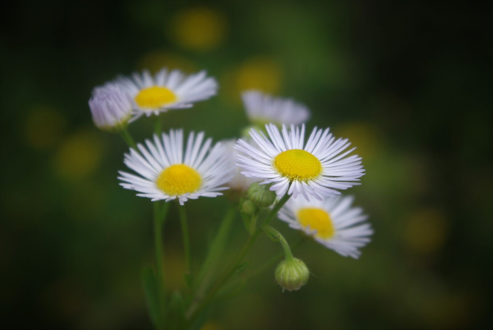 Pentax K-m (K2000) sample photo. Bkume, little daisy, weed photography
