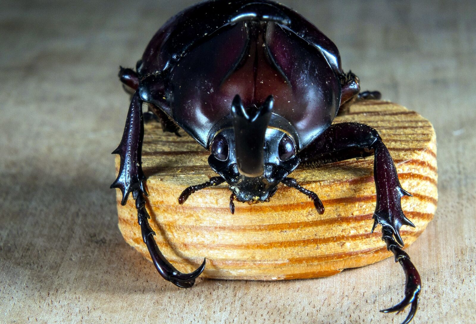 Fujifilm X-S1 sample photo. Beetle, insect, wood, macro photography