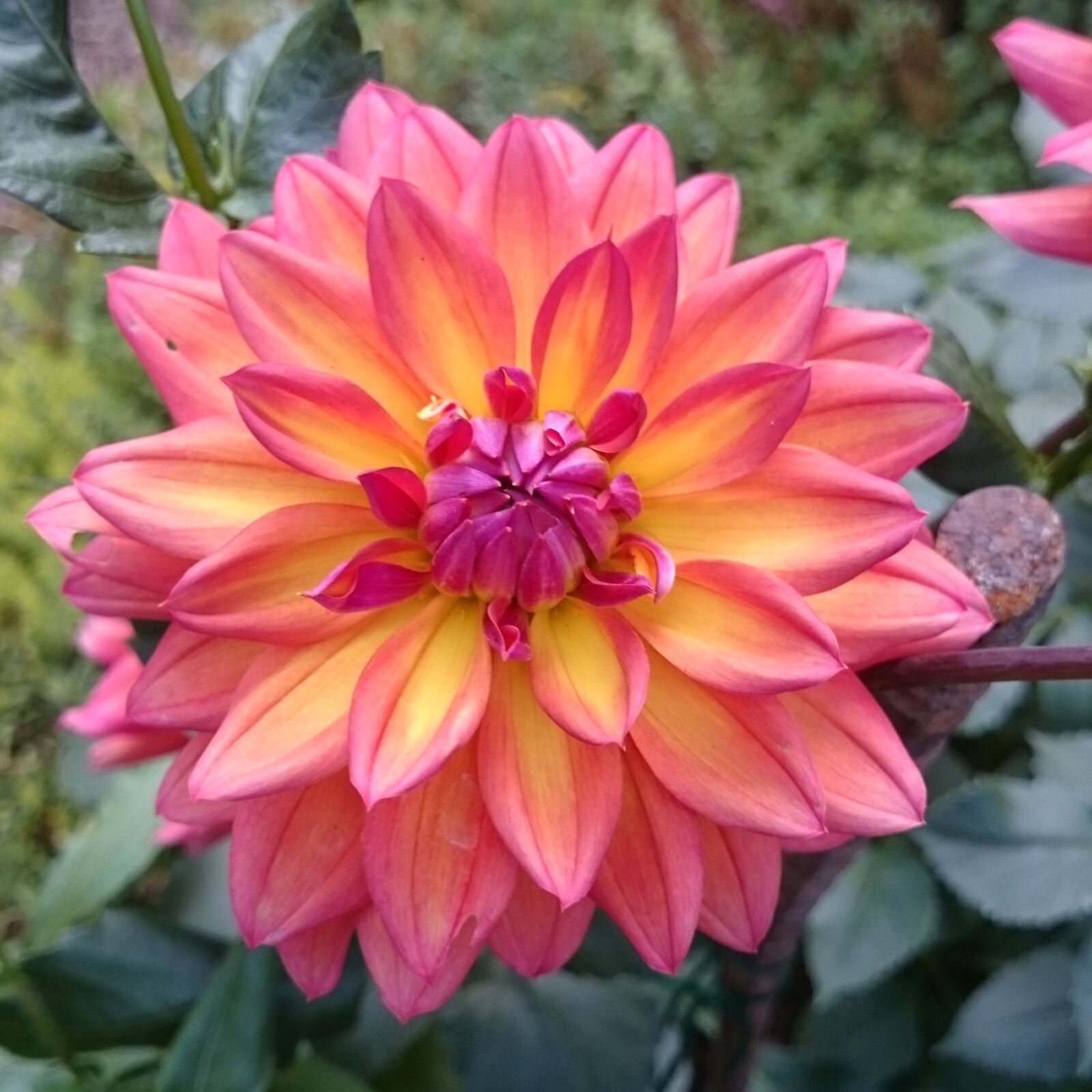 Sony Xperia Z1 sample photo. Dahlia, yellow center, pink photography