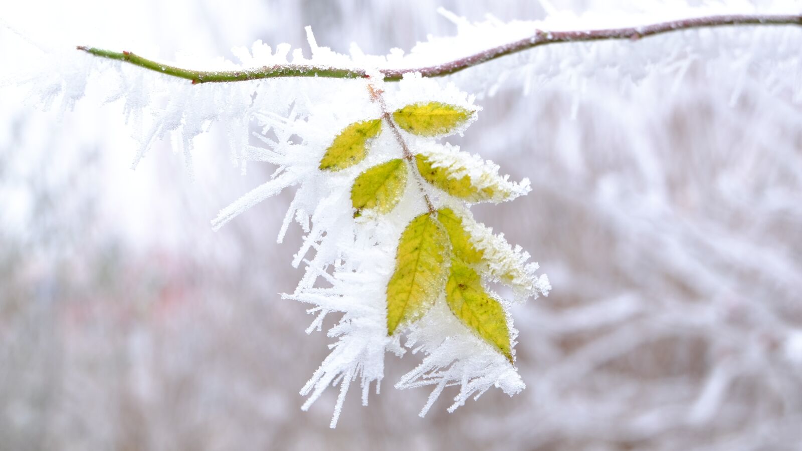 Fujifilm XC 16-50mm F3.5-5.6 OIS II sample photo. Leaf, frozen leaf, frost photography