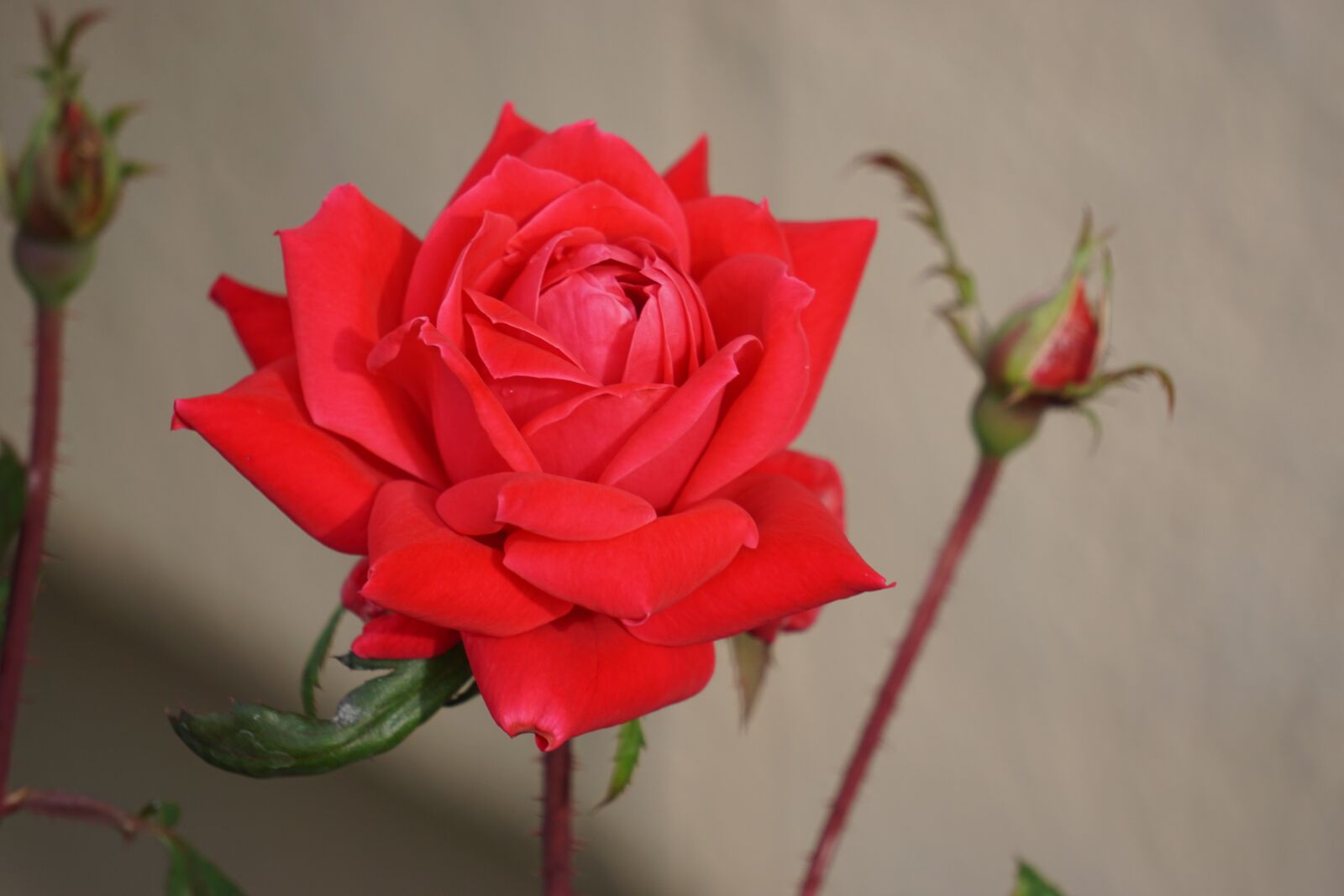 Sony E 55-210mm F4.5-6.3 OSS sample photo. Rose, flower, red photography