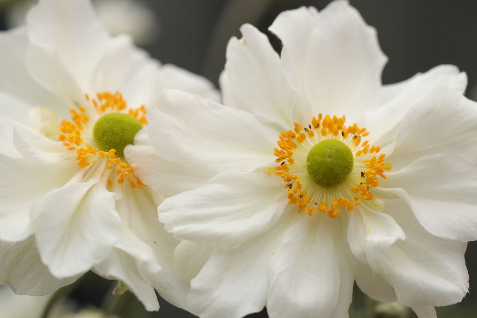 Canon EF 100mm F2.8L Macro IS USM sample photo. Anemones, autumn, herfstanemoon photography