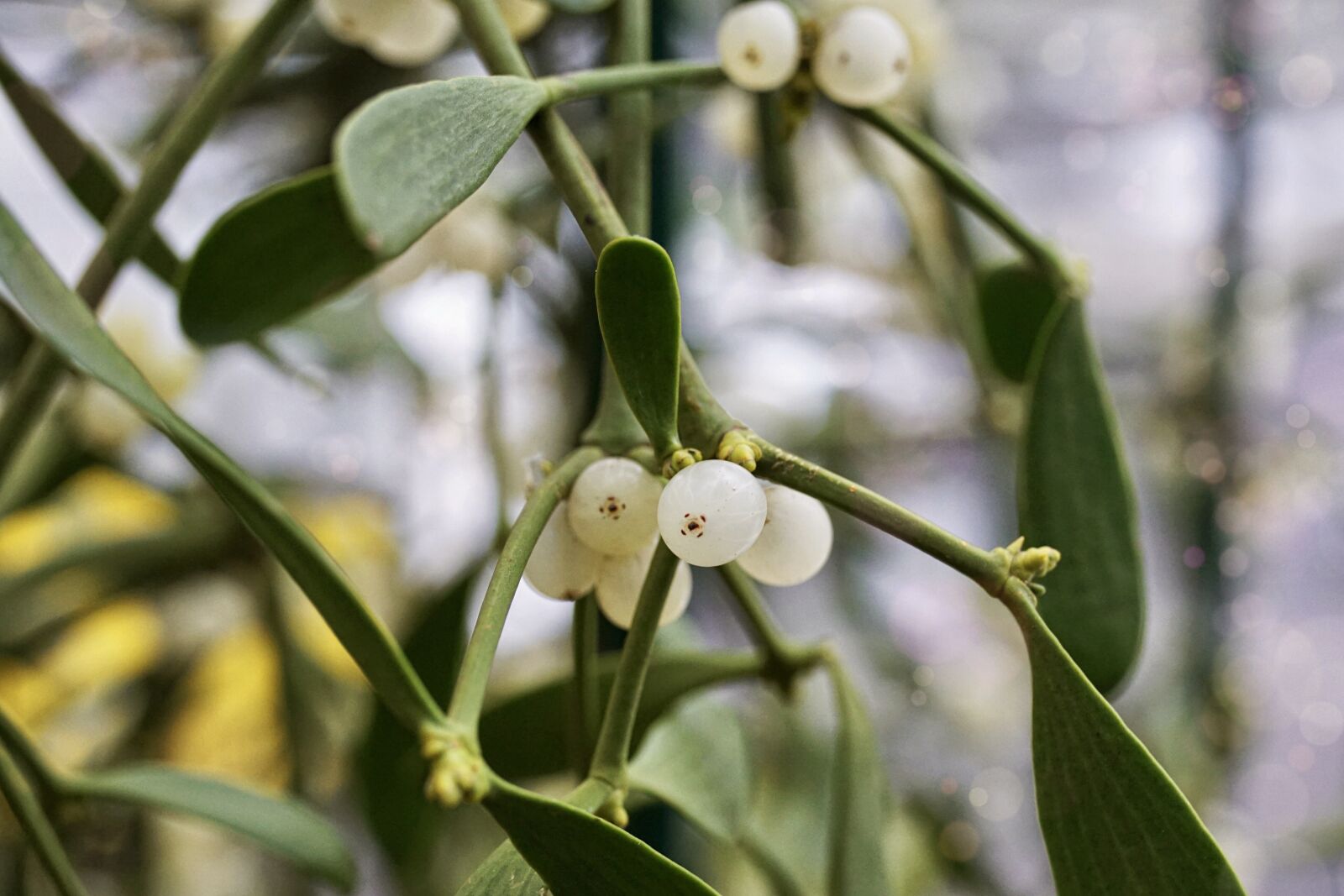 Sony ILCA-77M2 + 35mm F1.4 sample photo. Mistletoe, customs, plant photography