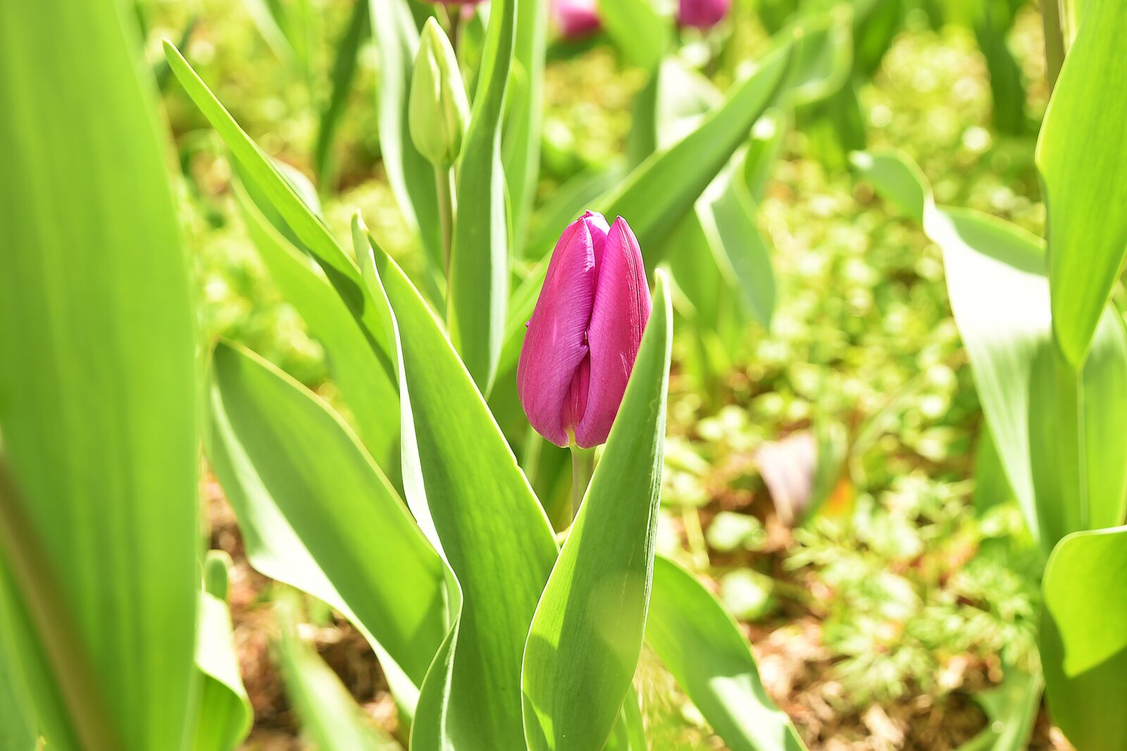 Nikon D750 sample photo. Tulip, flower, purple photography