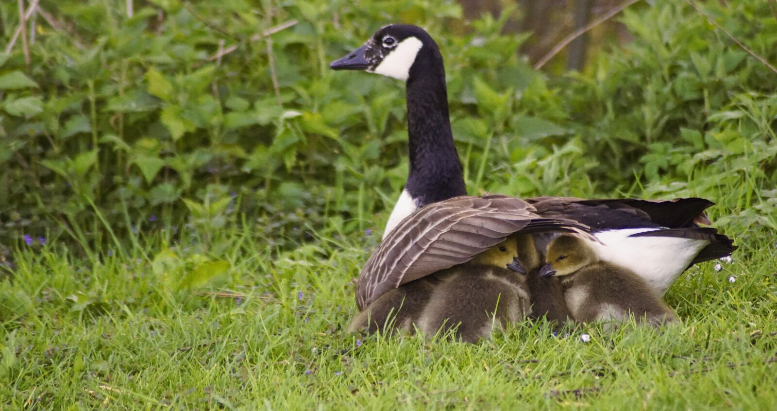 Sony ILCA-77M2 sample photo. Goose, canada goose, mother's photography