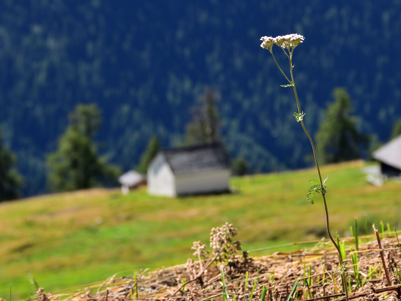 Nikon D5500 sample photo. Flower, meadow, landscape photography
