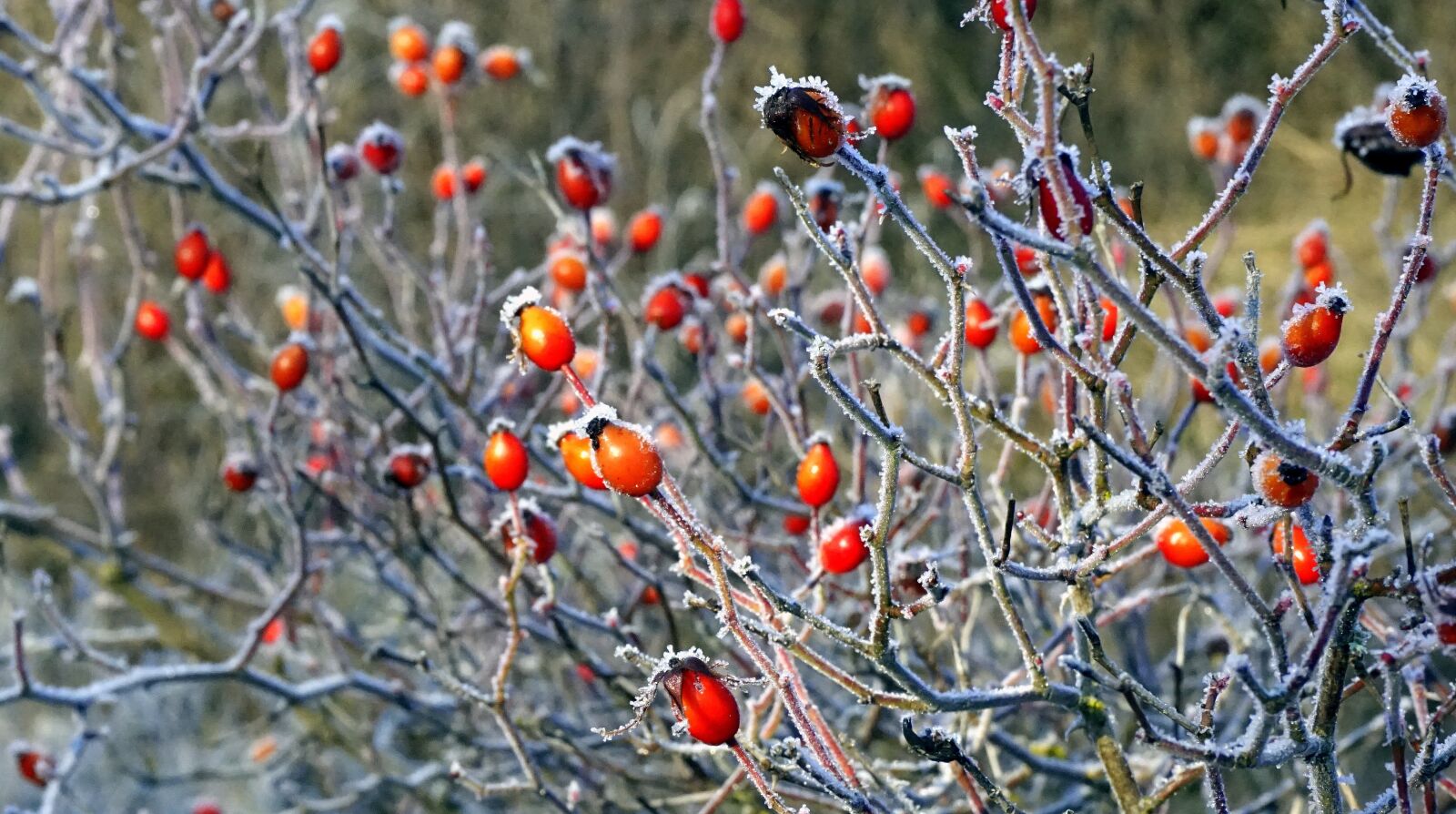 Sony E 16-50mm F3.5-5.6 PZ OSS sample photo. Berries, red, wild fruits photography
