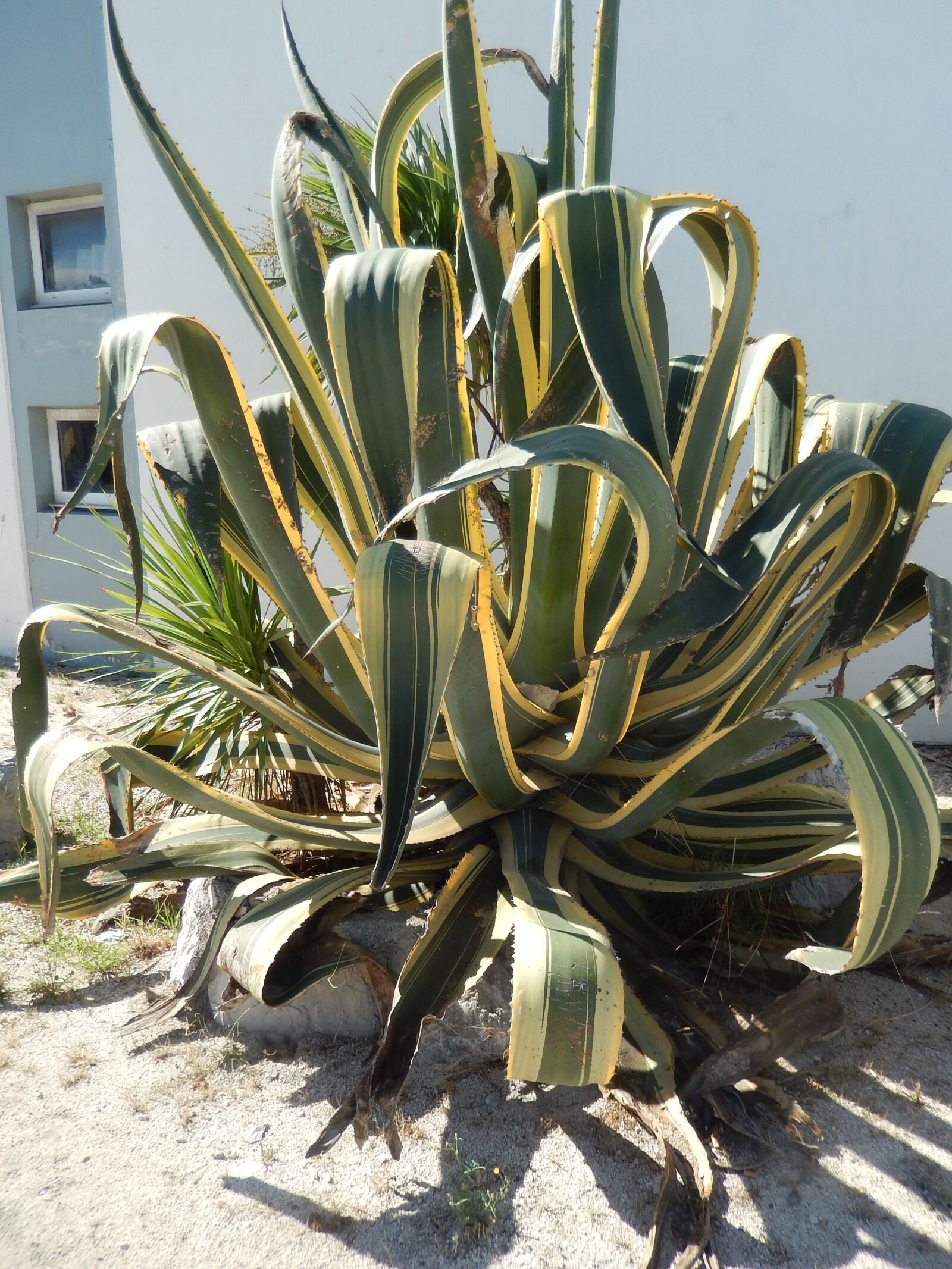 Nikon Coolpix S9500 sample photo. Cactus, nature, plants photography
