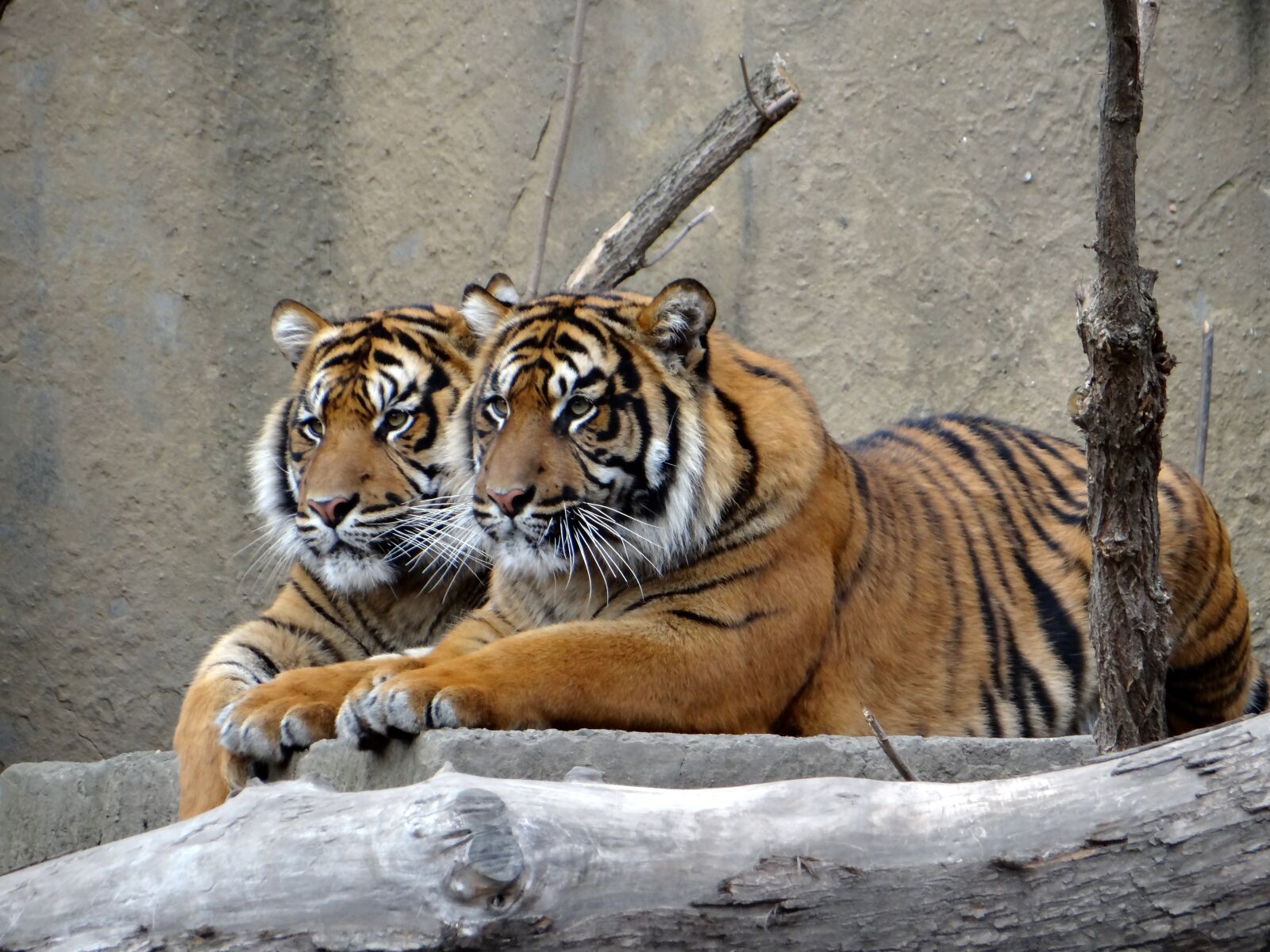 Sony DSC-HX200V sample photo. Sumatran tiger, nature, predator photography