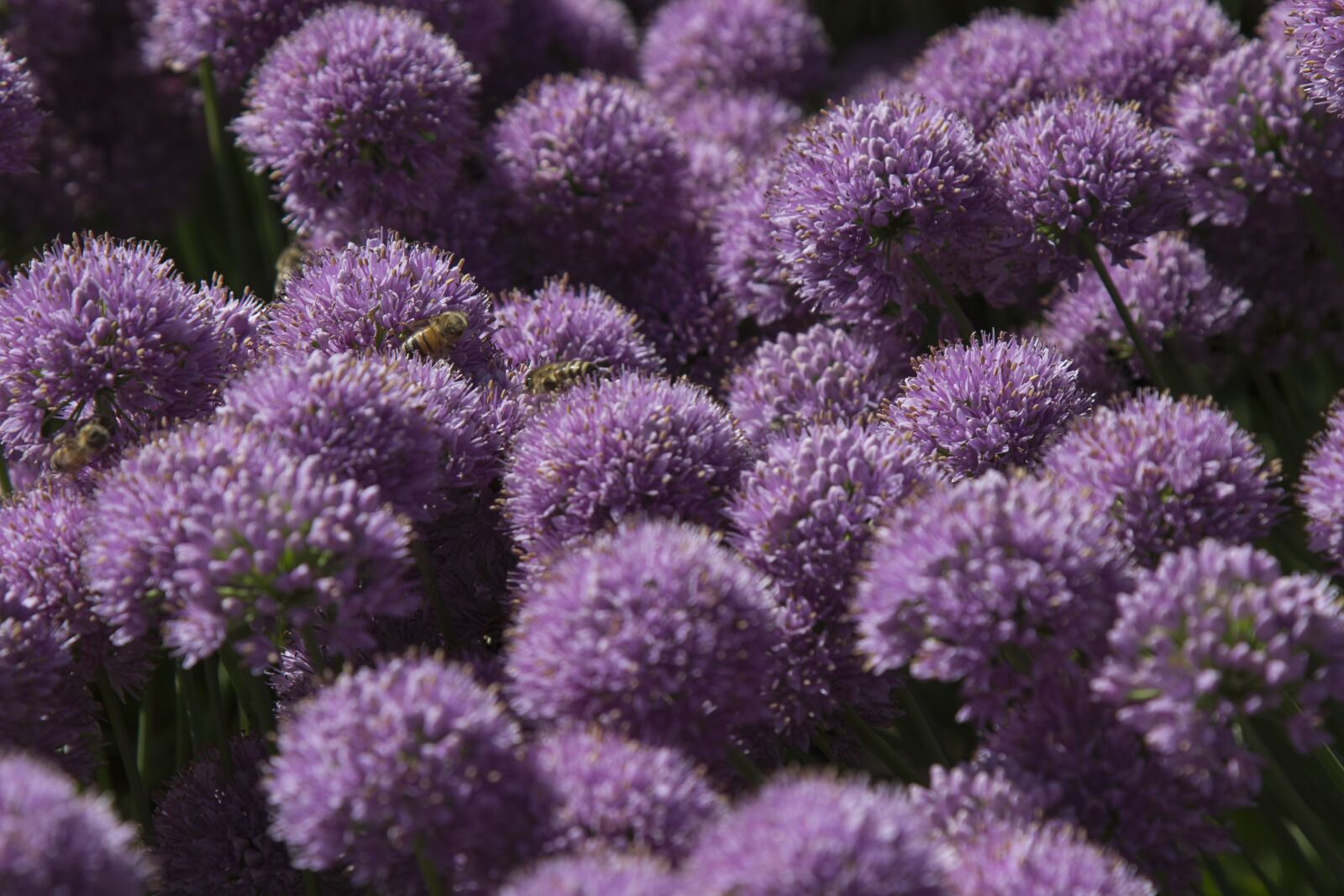 Canon EOS 600D (Rebel EOS T3i / EOS Kiss X5) + Canon EF 24-105mm F4L IS USM sample photo. Allium schoenoprasum, chives, chives photography