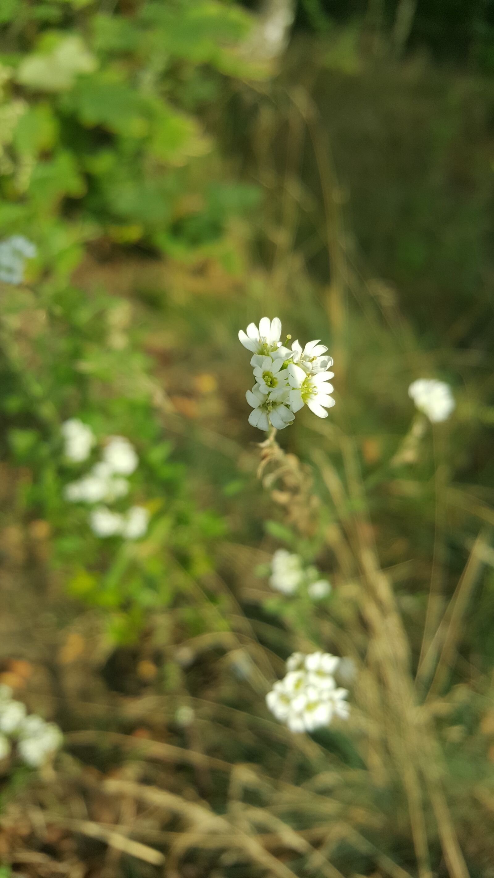 Samsung Galaxy S6 sample photo. Forest, flowers, nature photography