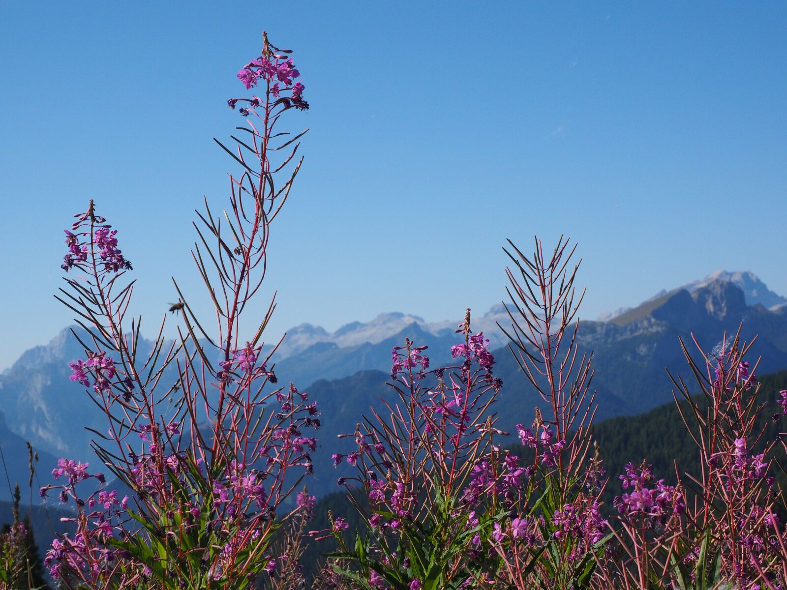 Olympus OM-D E-M1 + Olympus M.Zuiko Digital ED 12-40mm F2.8 Pro sample photo. Epilobium angustifolium, flower, blossom photography
