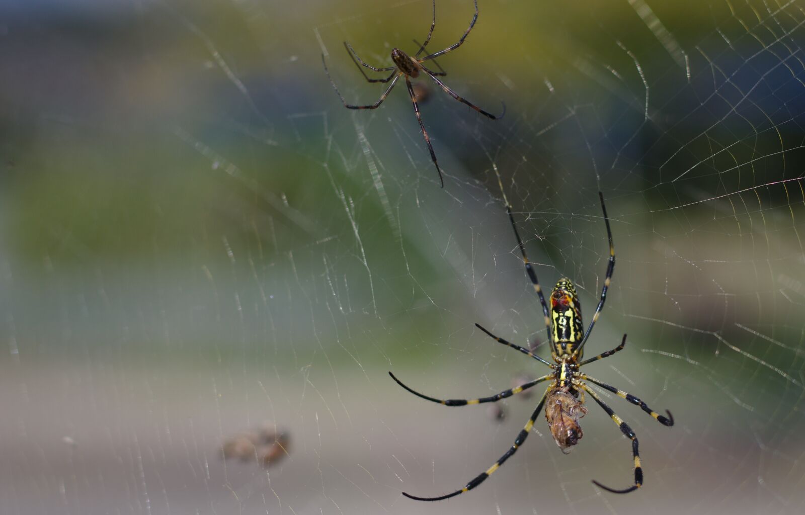 Canon EF 50mm F1.8 STM sample photo. Spider, web, bug photography