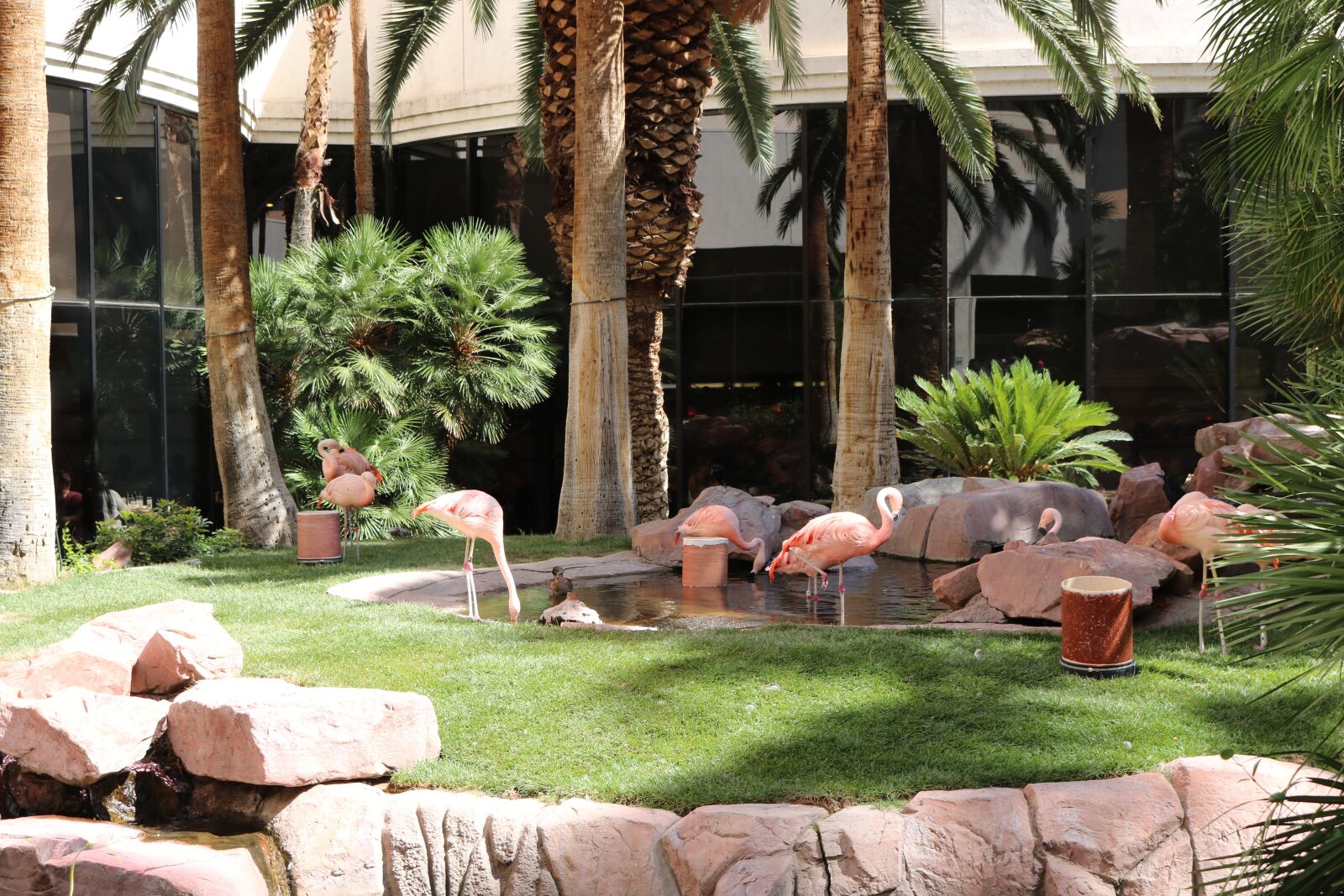 Canon EOS 750D (EOS Rebel T6i / EOS Kiss X8i) sample photo. Flamingo, animal, nature photography