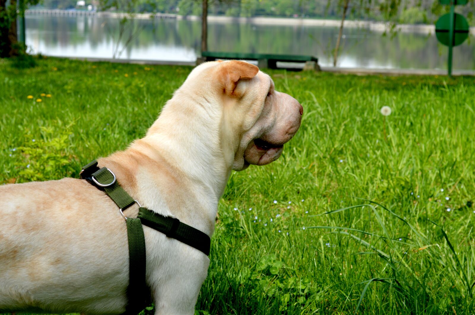 Nikon D3200 sample photo. Sharpay, dog, grass photography