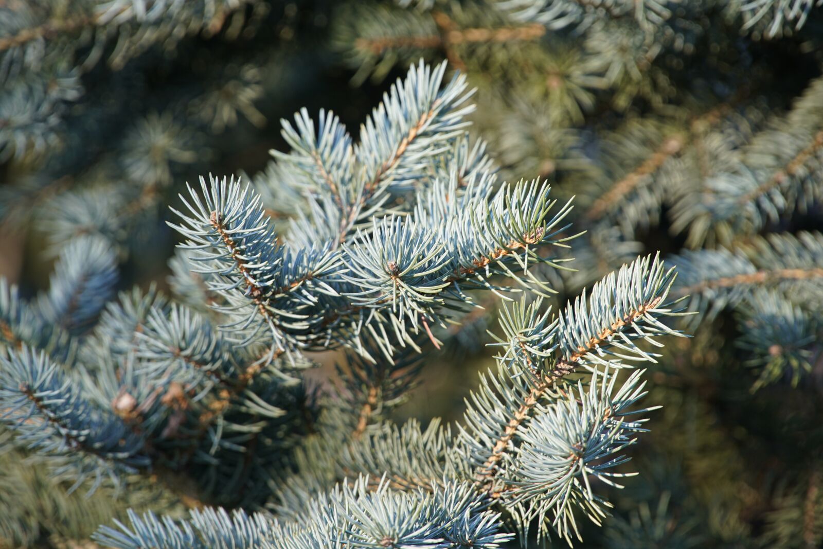 Sony a7R II + Sony E PZ 18-105mm F4 G OSS sample photo. Douglas, pine, conifer photography