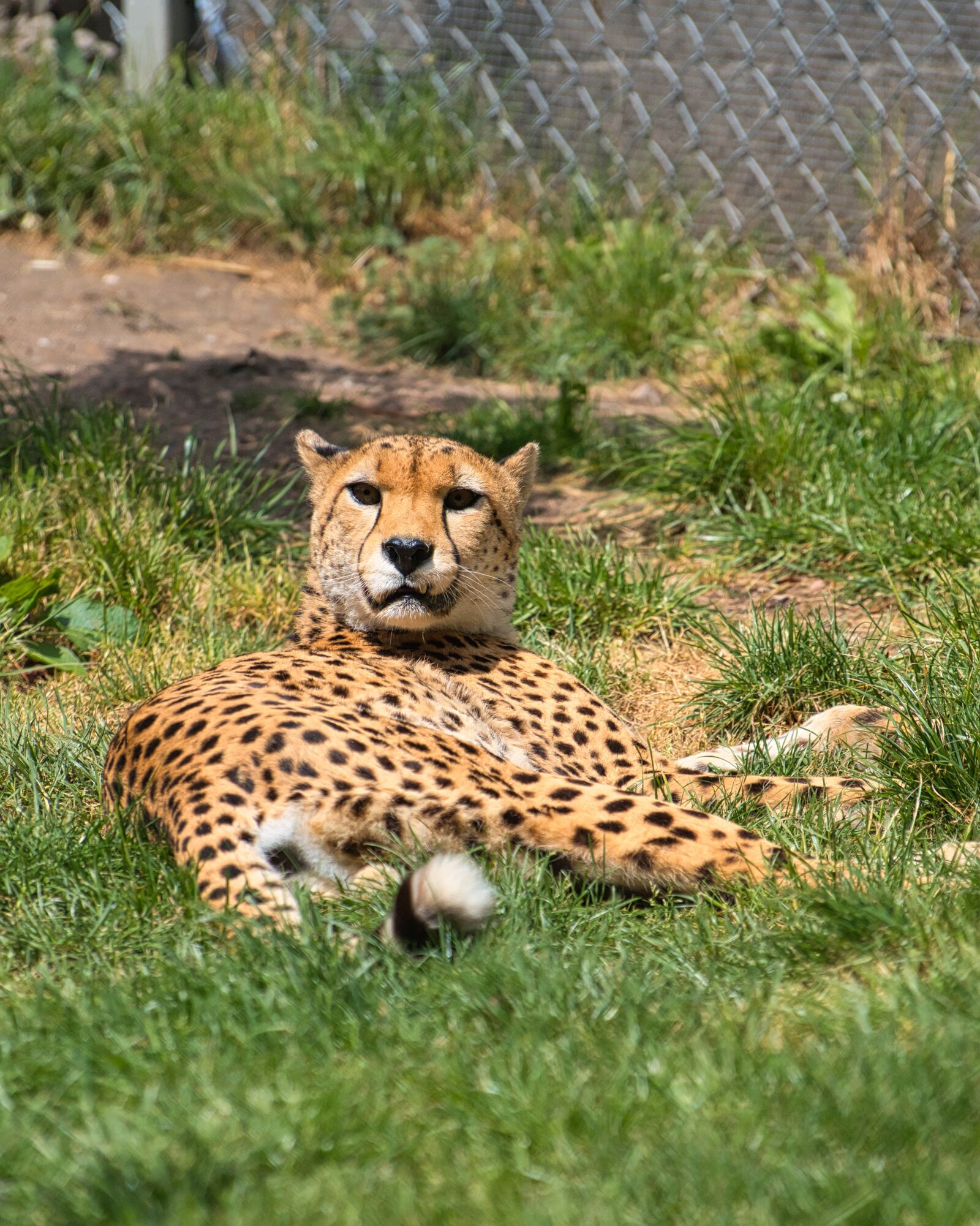 Sony FE 70-200mm F4 G OSS sample photo. Cheetah, zoo, predator photography