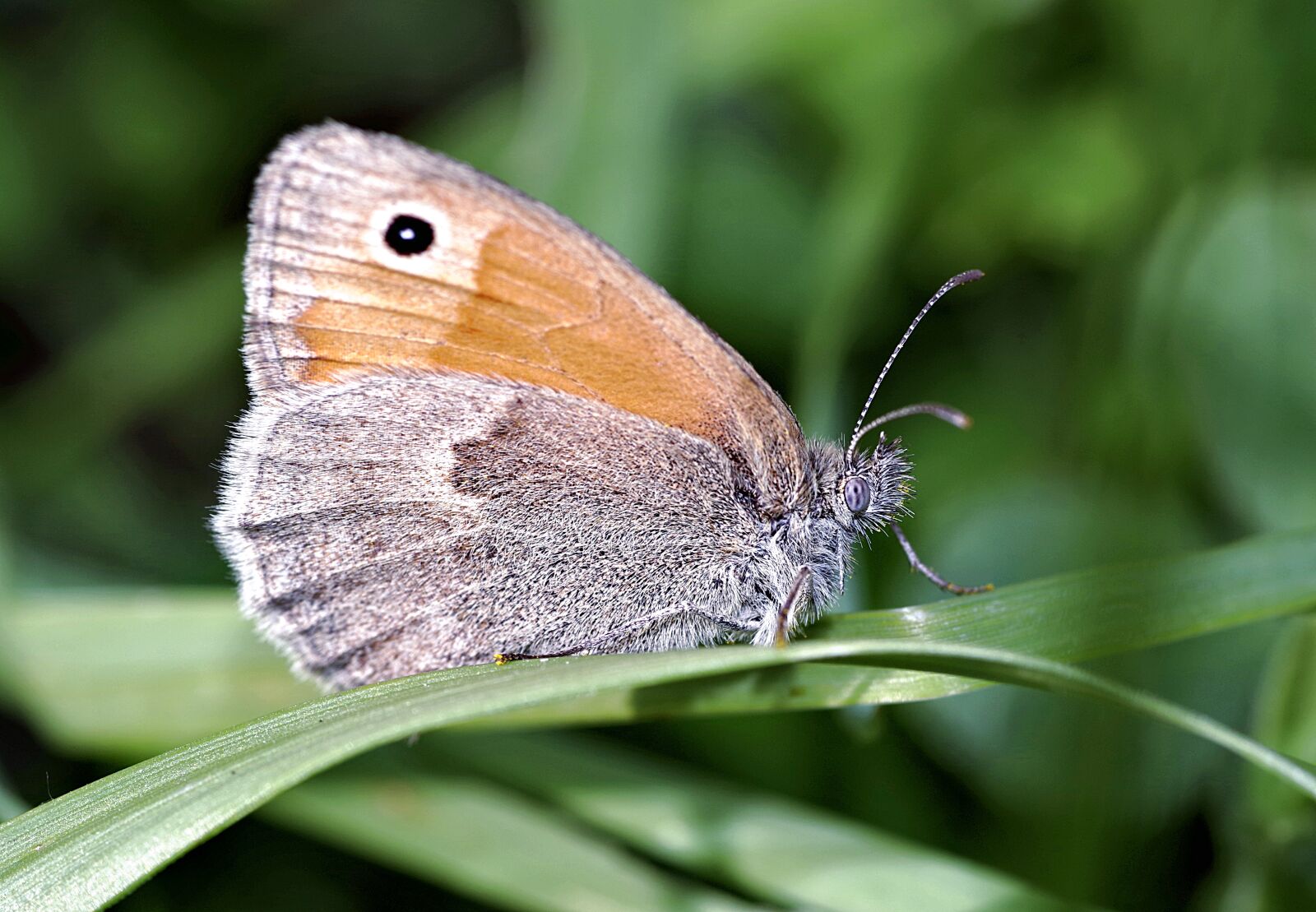 Pentax K-S2 sample photo. Butterfly, the head of photography