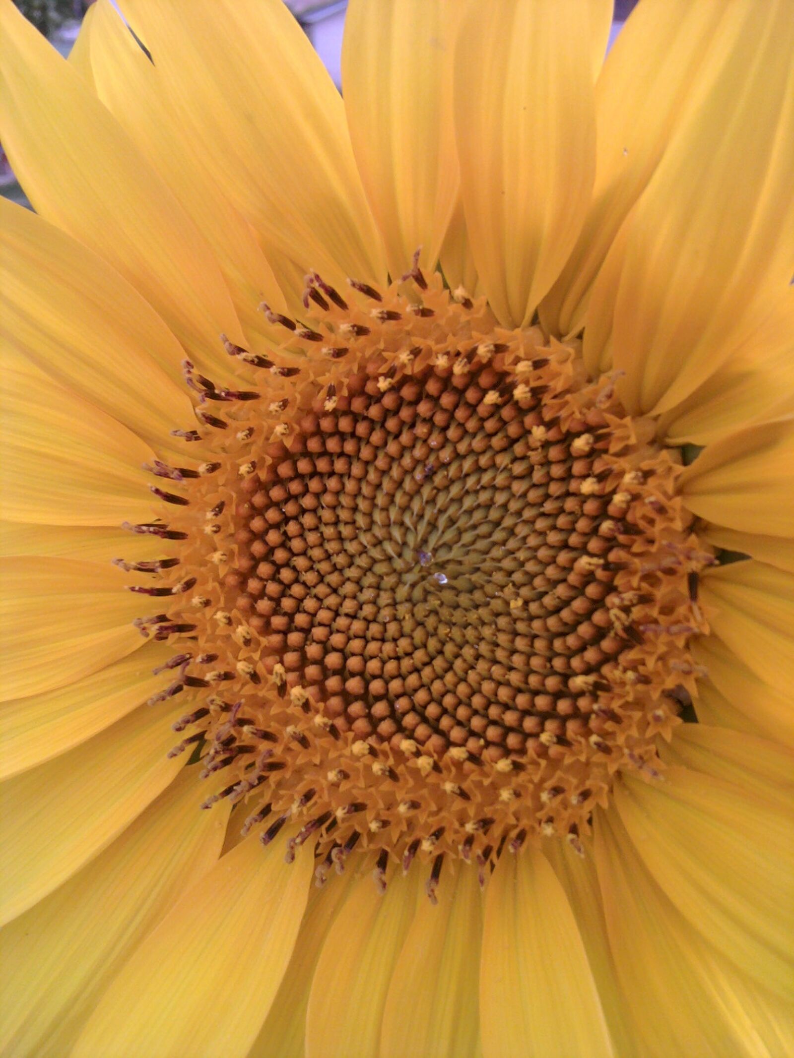 Samsung Galaxy Apollo sample photo. Flora, sunflower, nature photography