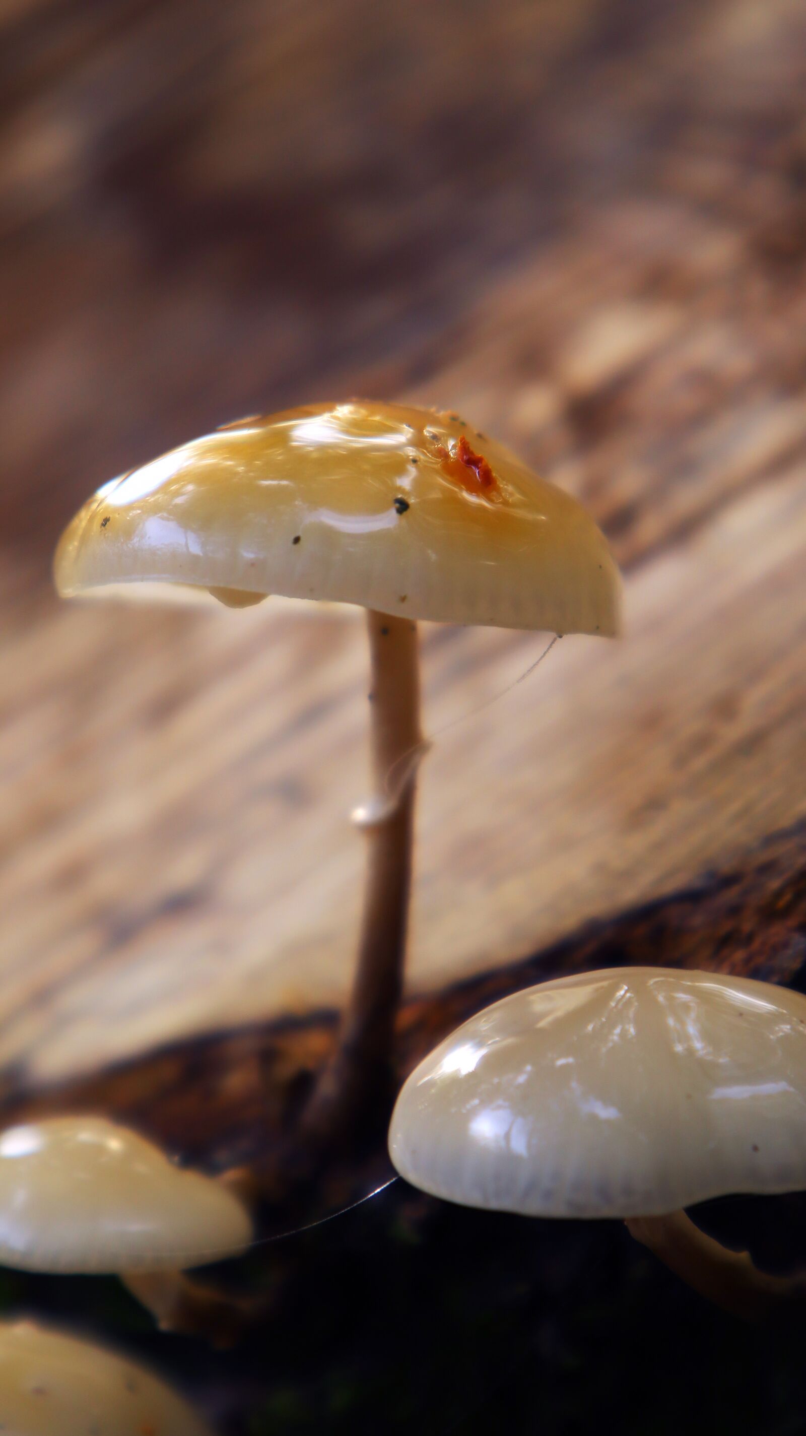 Canon EF-M 15-45mm F3.5-6.3 IS STM sample photo. Mushroom, forest, nature photography