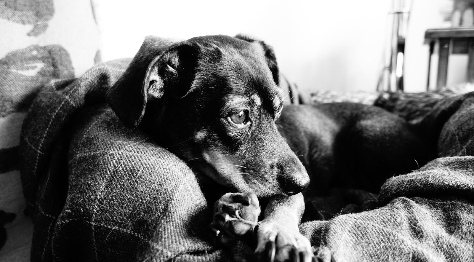 Sony Cyber-shot DSC-RX100 III sample photo. Dog, rest, black white photography