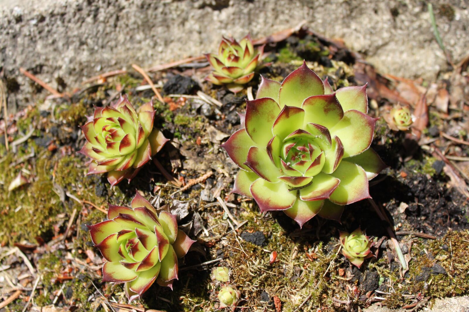 Canon EOS 500D (EOS Rebel T1i / EOS Kiss X3) sample photo. Sedum, sempervivumväxter, dry photography