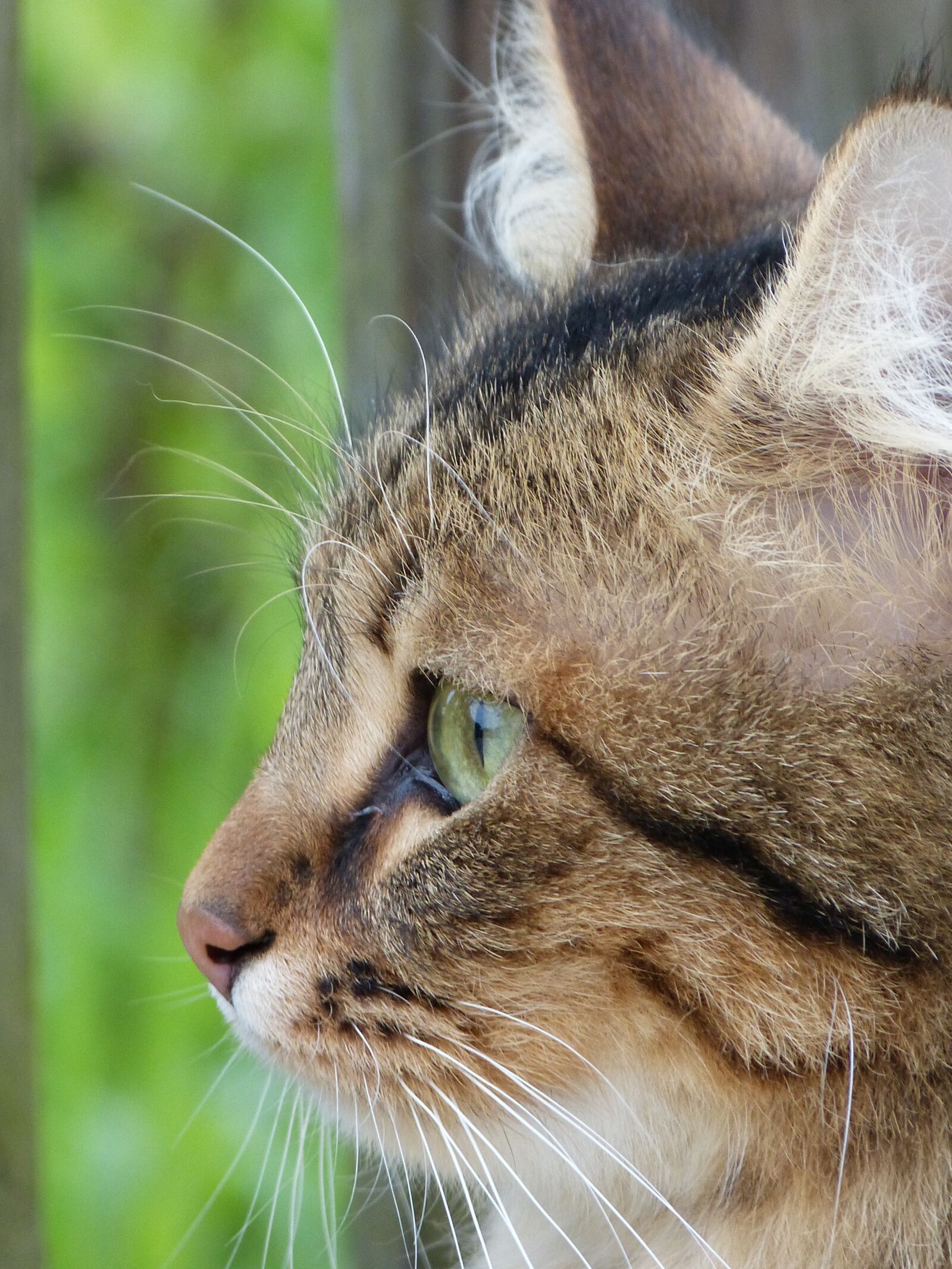 Panasonic Lumix DMC-FZ150 sample photo. Cat, head, green eyes photography