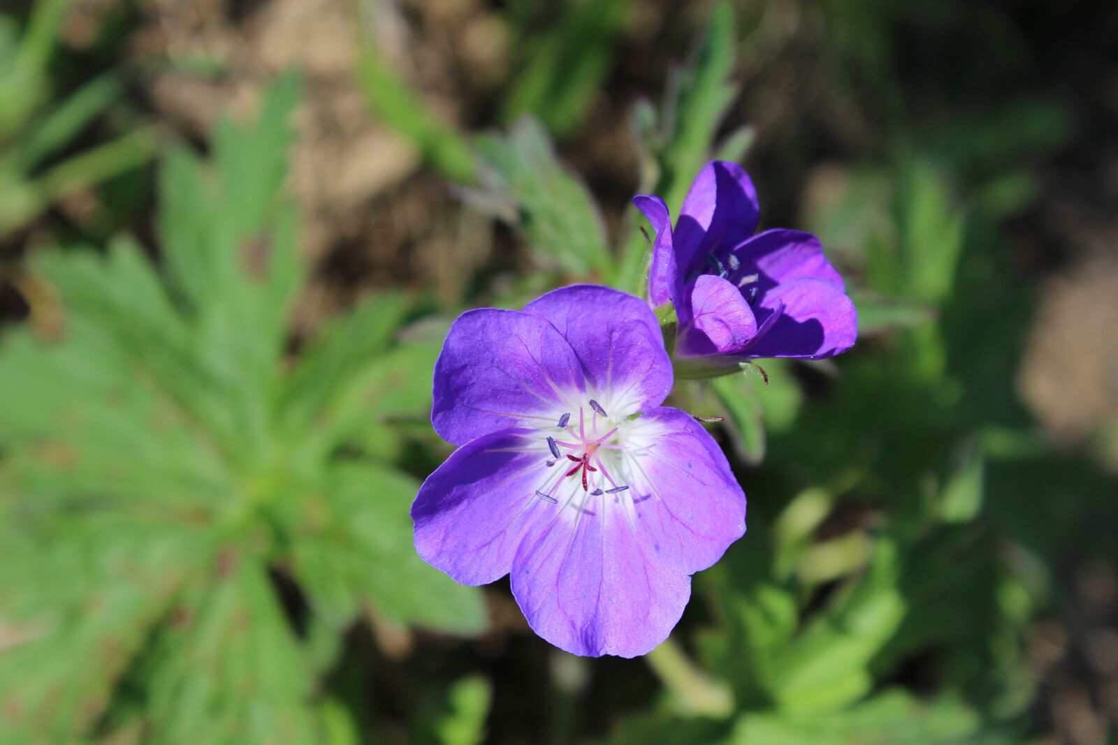 Canon EOS 1200D (EOS Rebel T5 / EOS Kiss X70 / EOS Hi) sample photo. Mountain flower, nature, landscape photography