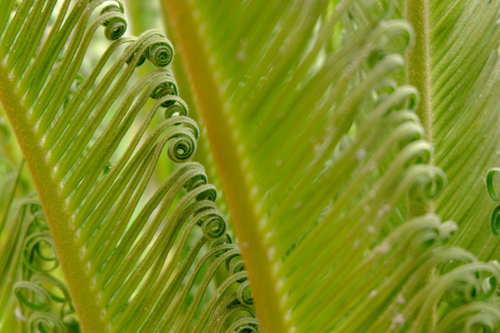 Fujifilm X-M1 sample photo. Leaves, nature, palma photography