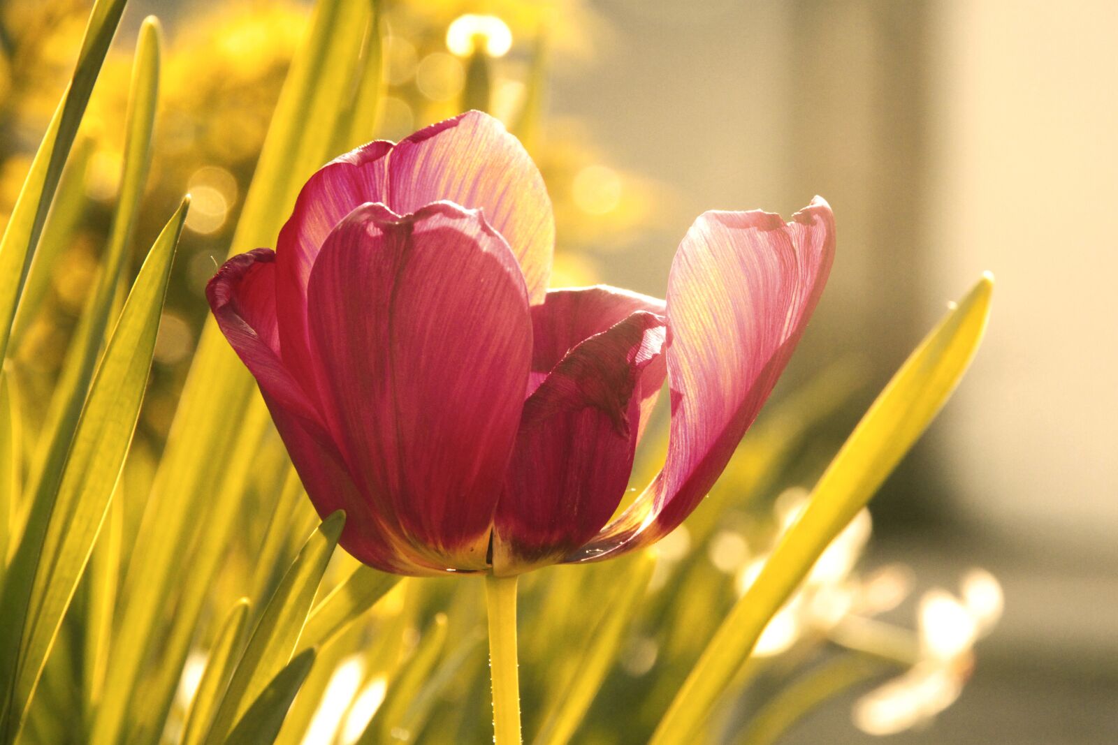 Canon EOS 500D (EOS Rebel T1i / EOS Kiss X3) sample photo. Tulip, flower, tulips photography
