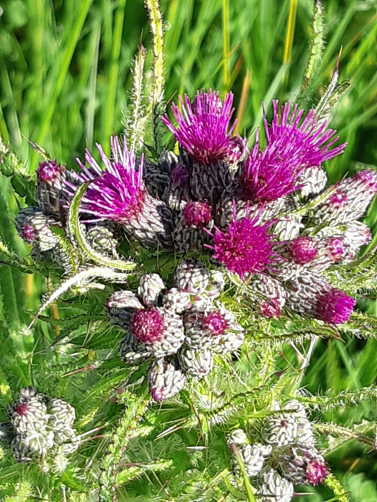 Samsung Galaxy A8(2018) sample photo. Flowers, meadow, thistle photography