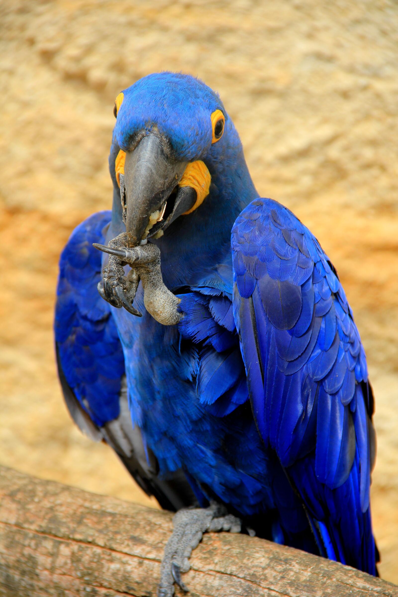 Canon EOS 550D (EOS Rebel T2i / EOS Kiss X4) sample photo. Bird, feather, blue photography