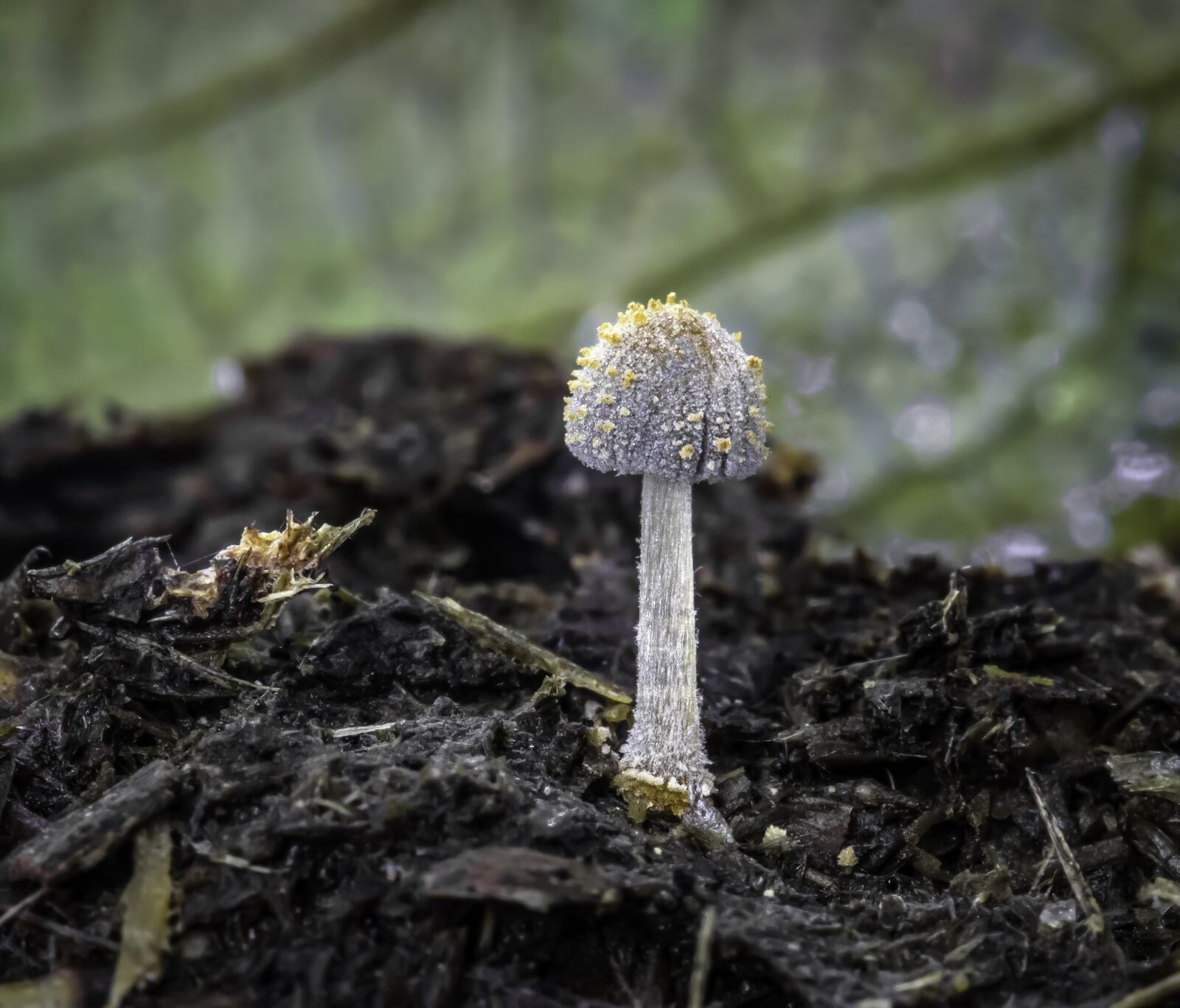 Canon EOS 800D (EOS Rebel T7i / EOS Kiss X9i) sample photo. Fungi, mushroom, tiny photography