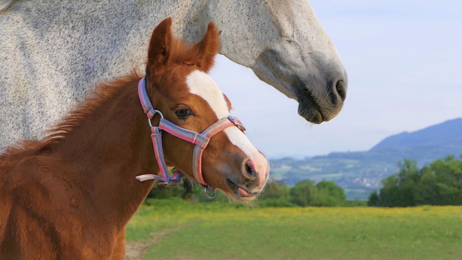 Panasonic Lumix DMC-FZ2500 (Lumix DMC-FZ2000) sample photo. Foal, brown, horse photography