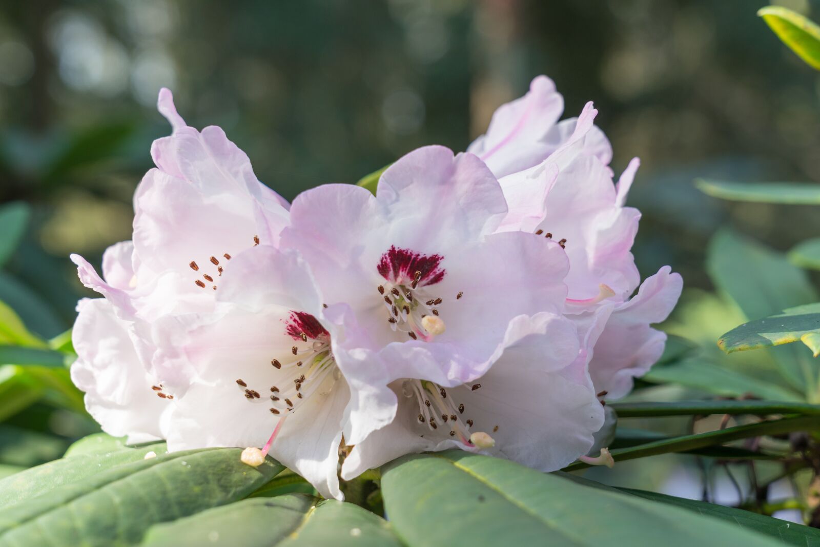 Sony a7 II sample photo. Rhododendrons, spring, inflorescence photography