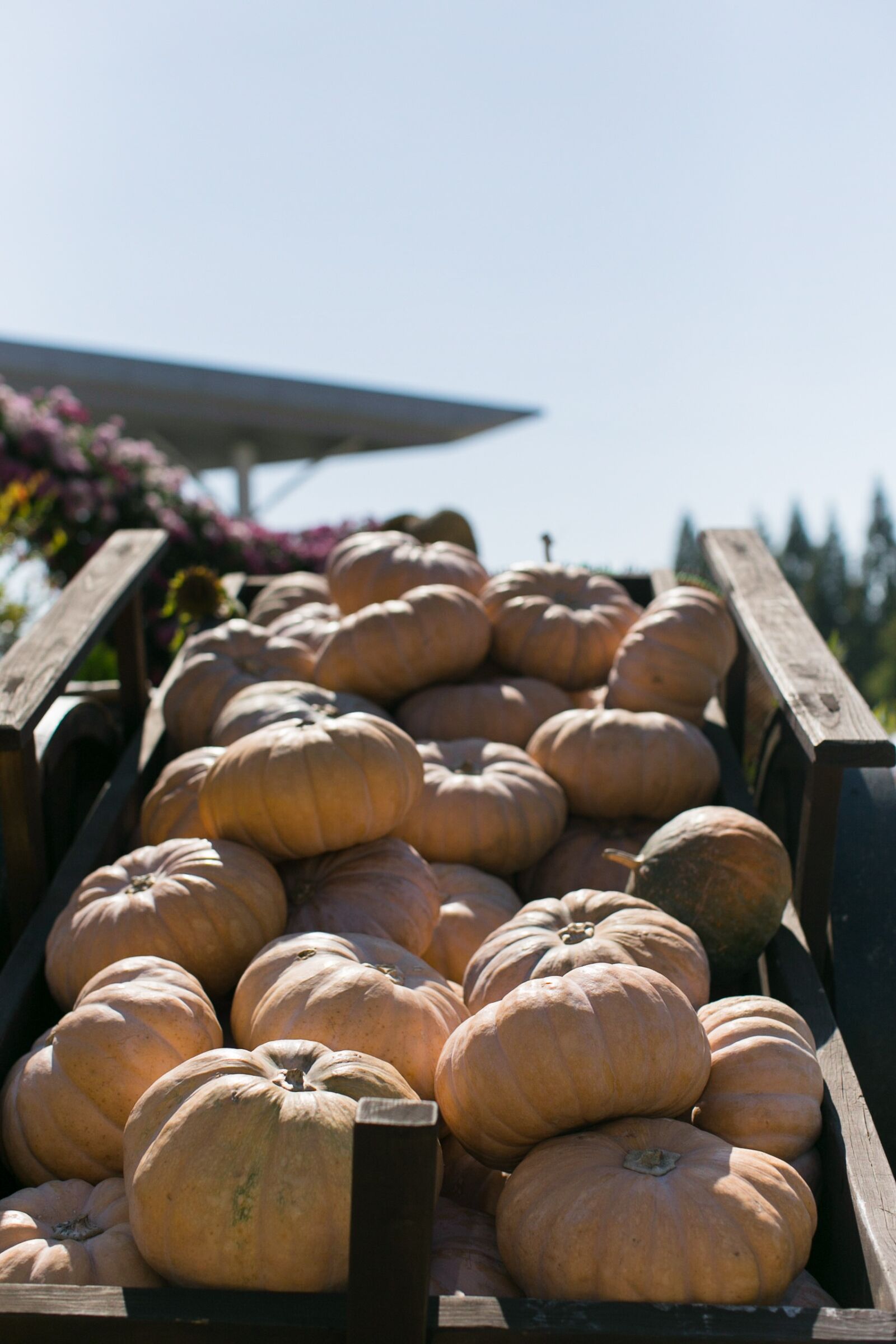 Canon EOS 6D + Canon EF 50mm F1.2L USM sample photo. Pumpkin, wagon, agriculture photography