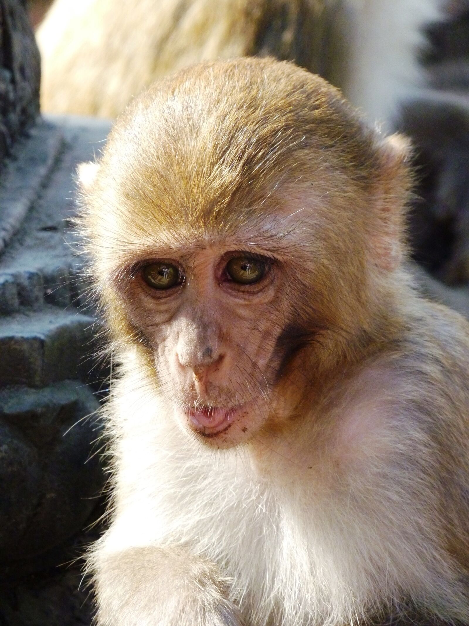 Panasonic DMC-TZ7 sample photo. The monkey, animal, foot photography