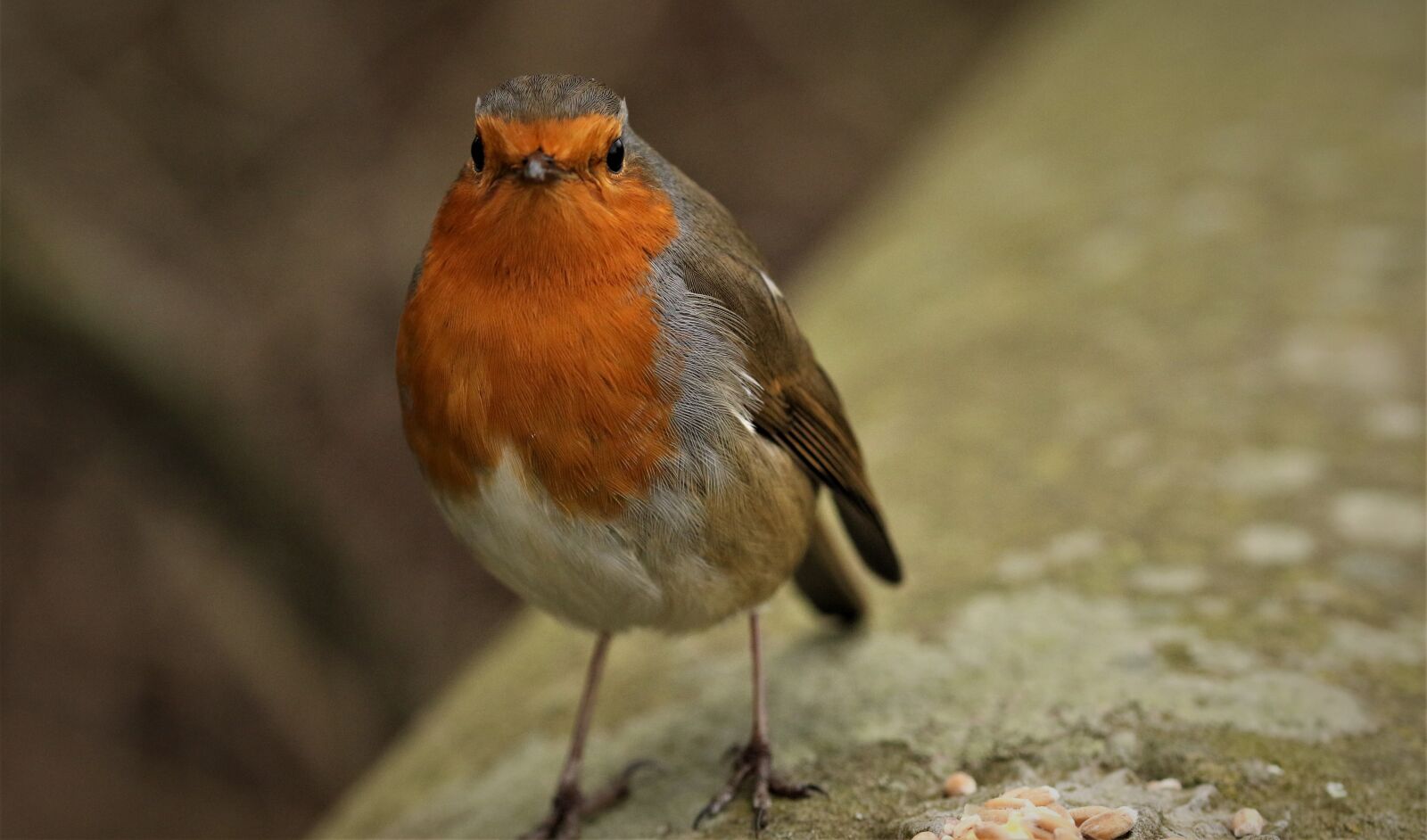Canon EOS 7D Mark II sample photo. Robin, nature, wildlife photography