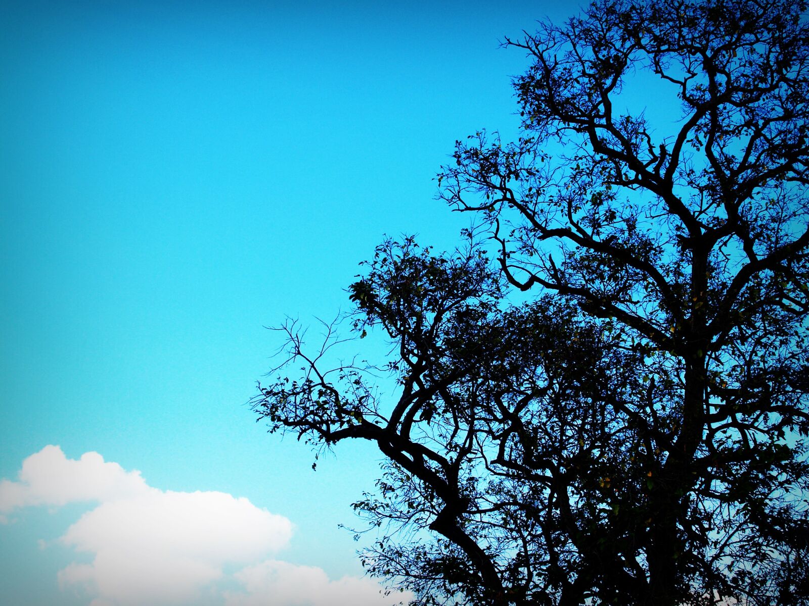 Olympus E-300 (EVOLT E-300) sample photo. Background, branches, clouds, colors photography
