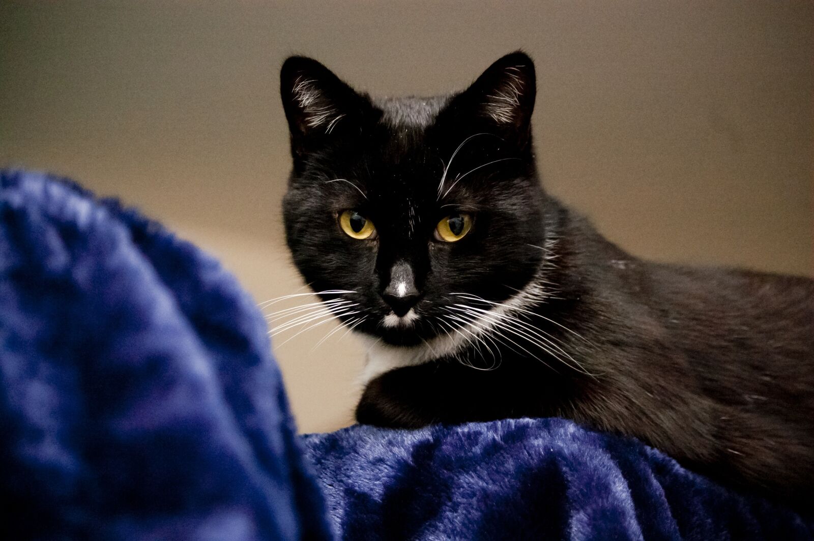 Nikon D40 sample photo. Cat, feline, animal photography
