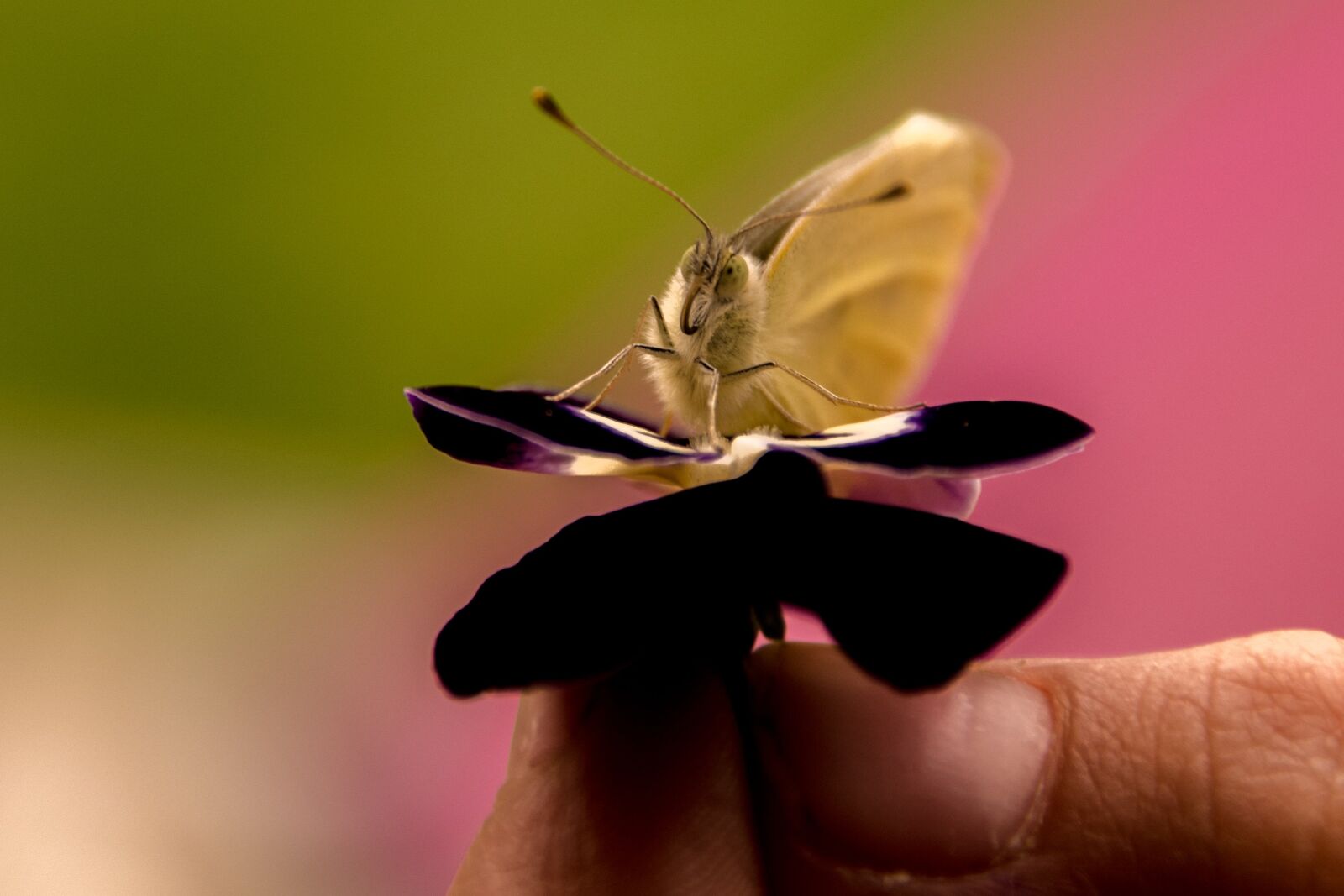 Nikon D810 sample photo. Butterfly, gonepteryx rhamni, insect photography