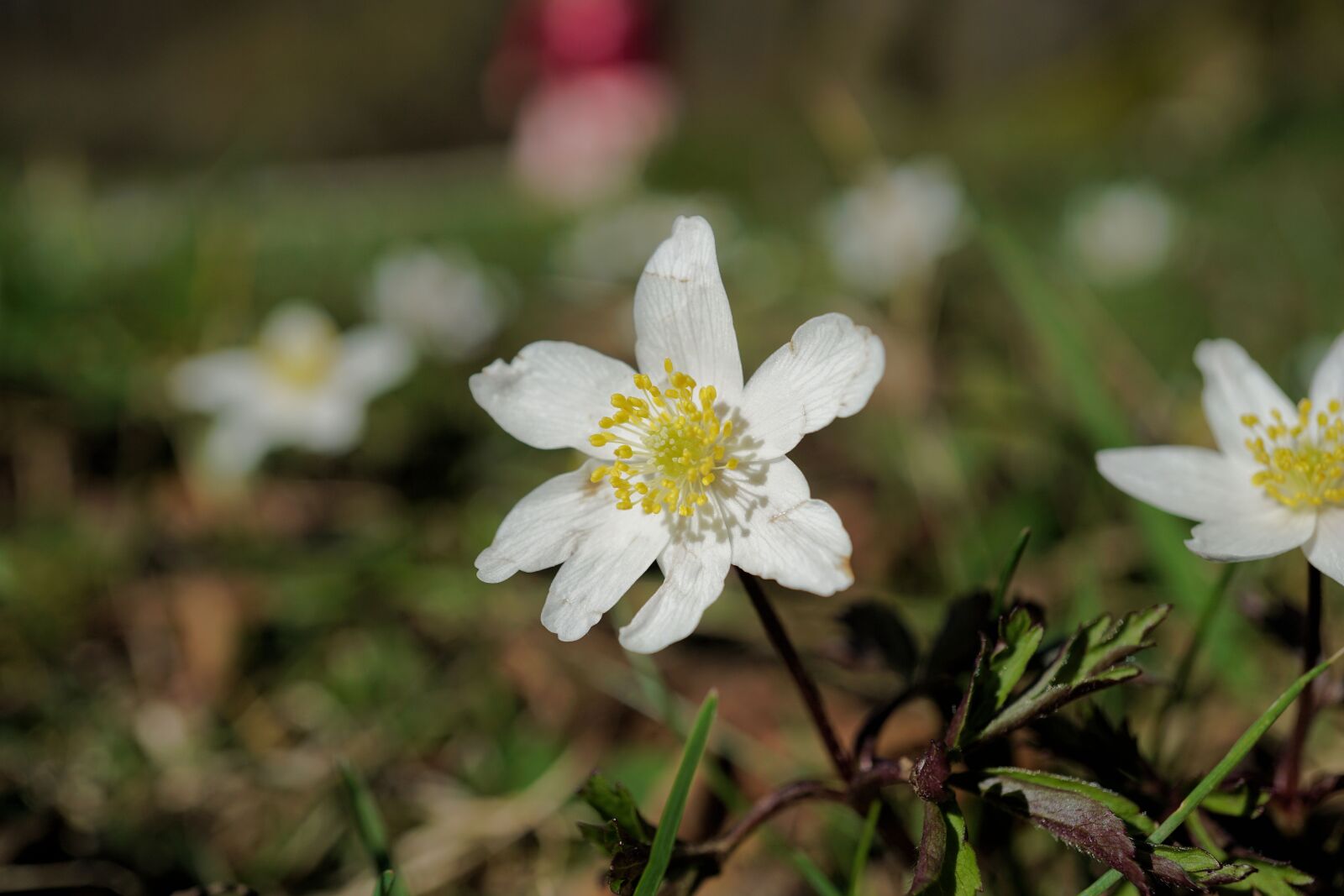 Sony a6000 sample photo. Flower, spring, nature photography